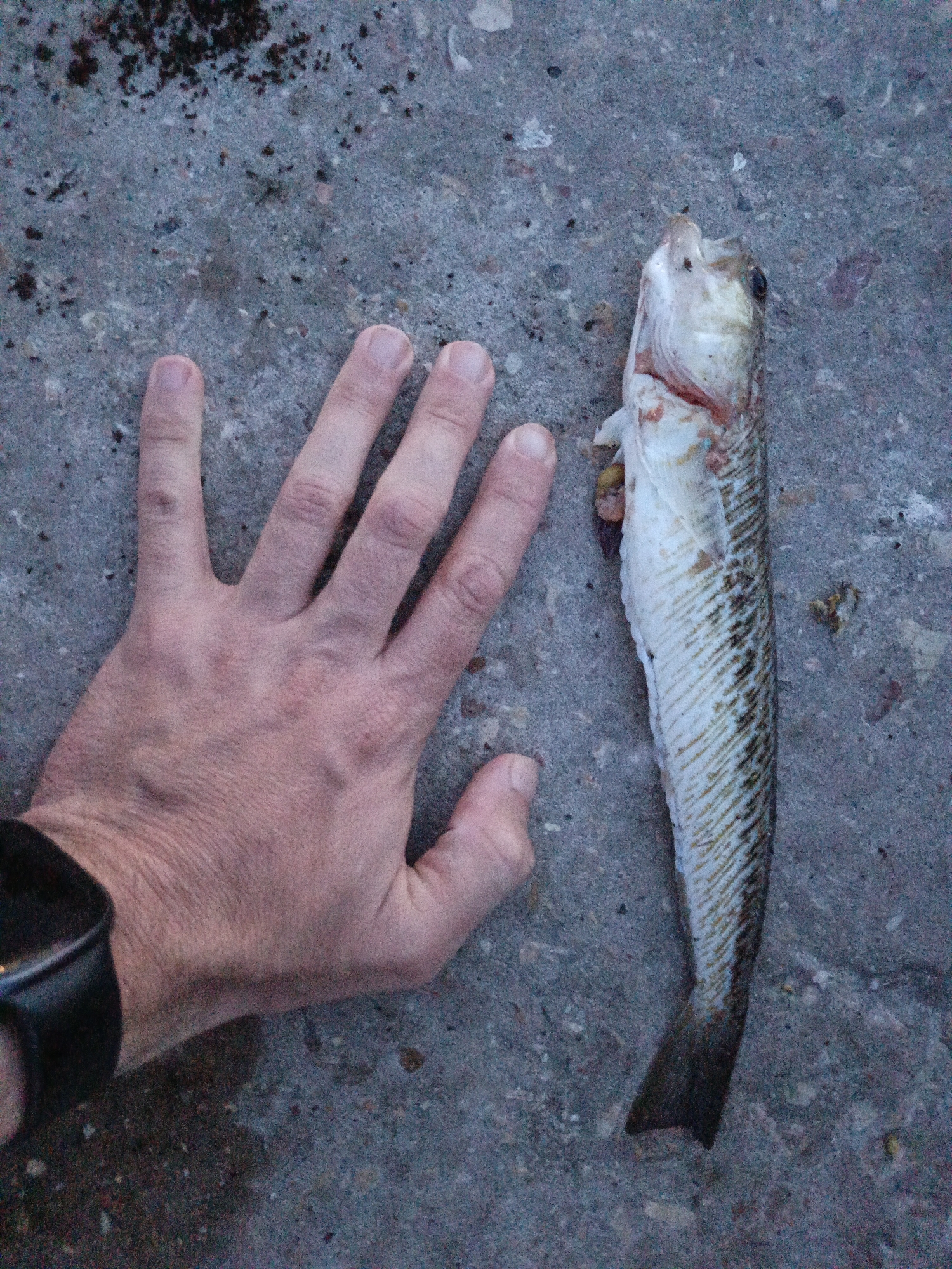 The image displays a small, elongated fish laid horizontally on a concrete surface, positioned to the right of a human left hand. The scene is located in Sevastopol, Ukraine. The fish measures approximately the length of the hand, from the base of the palm to the fingertips. It exhibits a light underside, a dark lateral line, and distinct, diagonal scale patterns along its body, with a darker tail fin. The head of the fish, facing towards the top of the frame, shows signs of injury or distress, including a slightly open mouth and some reddish discoloration near the gills. The human hand is open, palm down, with fingers slightly splayed. A dark-colored wristwatch is visible on the wrist of the left hand. The concrete surface is mottled gray, showing various small specks and darker patches consistent with dirt, debris, or wear.