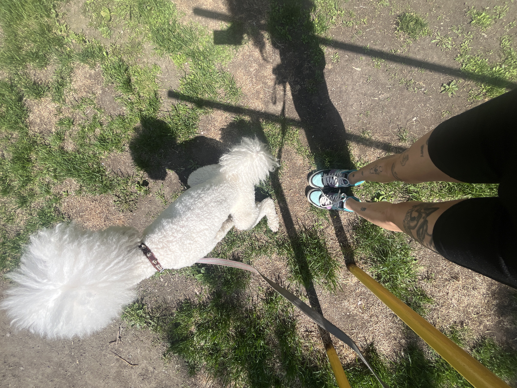 A top-down shot of a person standing on a patch of dirt and grass, with a white poodle lying on the ground to the left. The person is wearing black shorts and light blue sneakers with white laces, and has tattoos on their lower legs. The poodle is on a leash, which extends towards the person's feet. There are two yellow sticks lying on the ground next to the person's legs. The shadow of the person holding the camera is visible above the poodle. The location is likely a park or green space in Krasnoyarsk, Russia, although this cannot be confirmed definitively from the image.