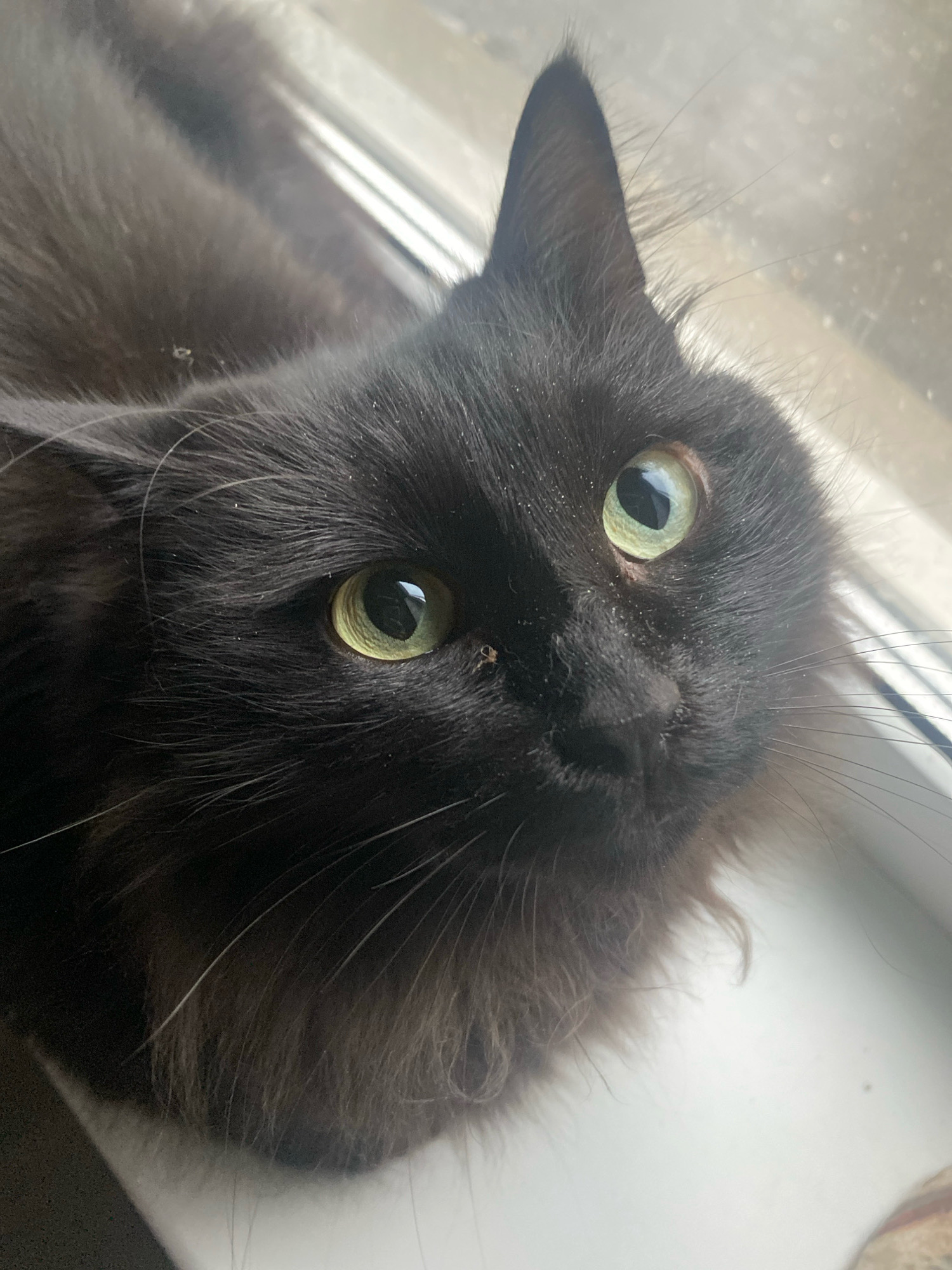 A close-up, eye-level shot captures a fluffy black cat sitting on a windowsill, looking upwards. The cat's eyes are a striking light green, reflecting a faint light. Its fur is dark and appears slightly dusty, with several small white specks visible. The background consists of a blurred window and the white surface of the windowsill. The image was taken in Machulishchy, Belarus.
