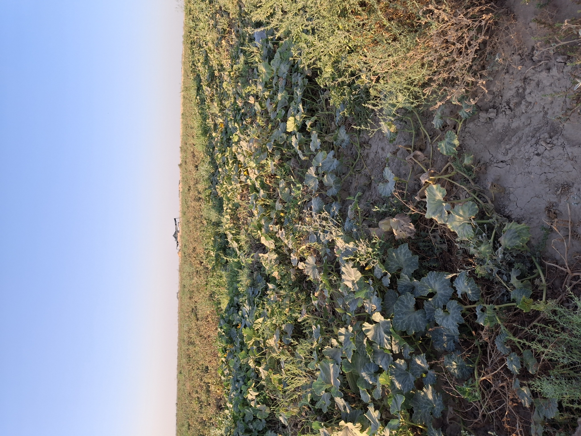 The image depicts a wide agricultural field under a clear blue sky. In the foreground, dense, leafy green plants with large, lobed leaves spread across the dry, cracked earth. These appear to be a type of gourd or squash plant, with some yellow flowers visible. The plants grow in rows, with a dirt path winding through them. In the middle ground, the field transitions to rows of sparser, brownish vegetation, possibly a previous crop that has withered or been harvested. In the far distance, on the horizon, a dark, tent-like structure is visible, along with some faint outlines of buildings or agricultural machinery. The overall impression is that of a rural agricultural landscape in Utmayli, Uzbekistan, likely during a late harvest season or post-harvest period. There are no people or animals visible in the image.