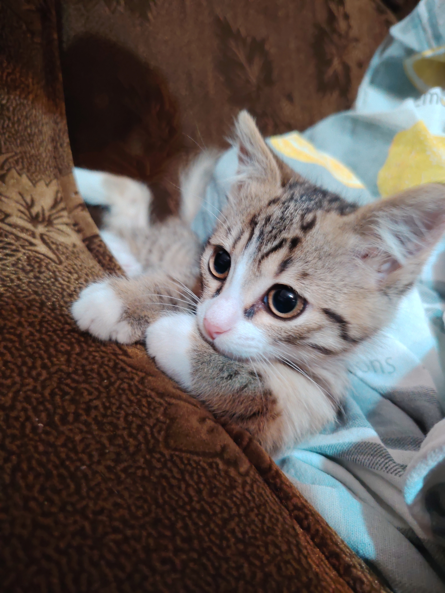 The image shows a close-up, eye-level shot of a tabby kitten resting on a patterned blanket. The kitten's fur is a mix of brown, grey, and white, with distinct tabby markings on its face and body. Its eyes are large and round, with dark pupils and lighter brown irises. The kitten has white paws with visible claws. It appears to be nestled into the folds of a brown, textured surface on the left side of the frame, possibly a piece of furniture or fabric. The blanket the kitten is on has a pattern of light blue, white, and grey stripes, with hints of yellow in the background. The lighting suggests an indoor environment, with soft shadows indicating diffused light. There is no indication of the city of Шклоў, Belarus in the image itself, nor are there any people or specific actions depicted beyond the kitten's relaxed pose.