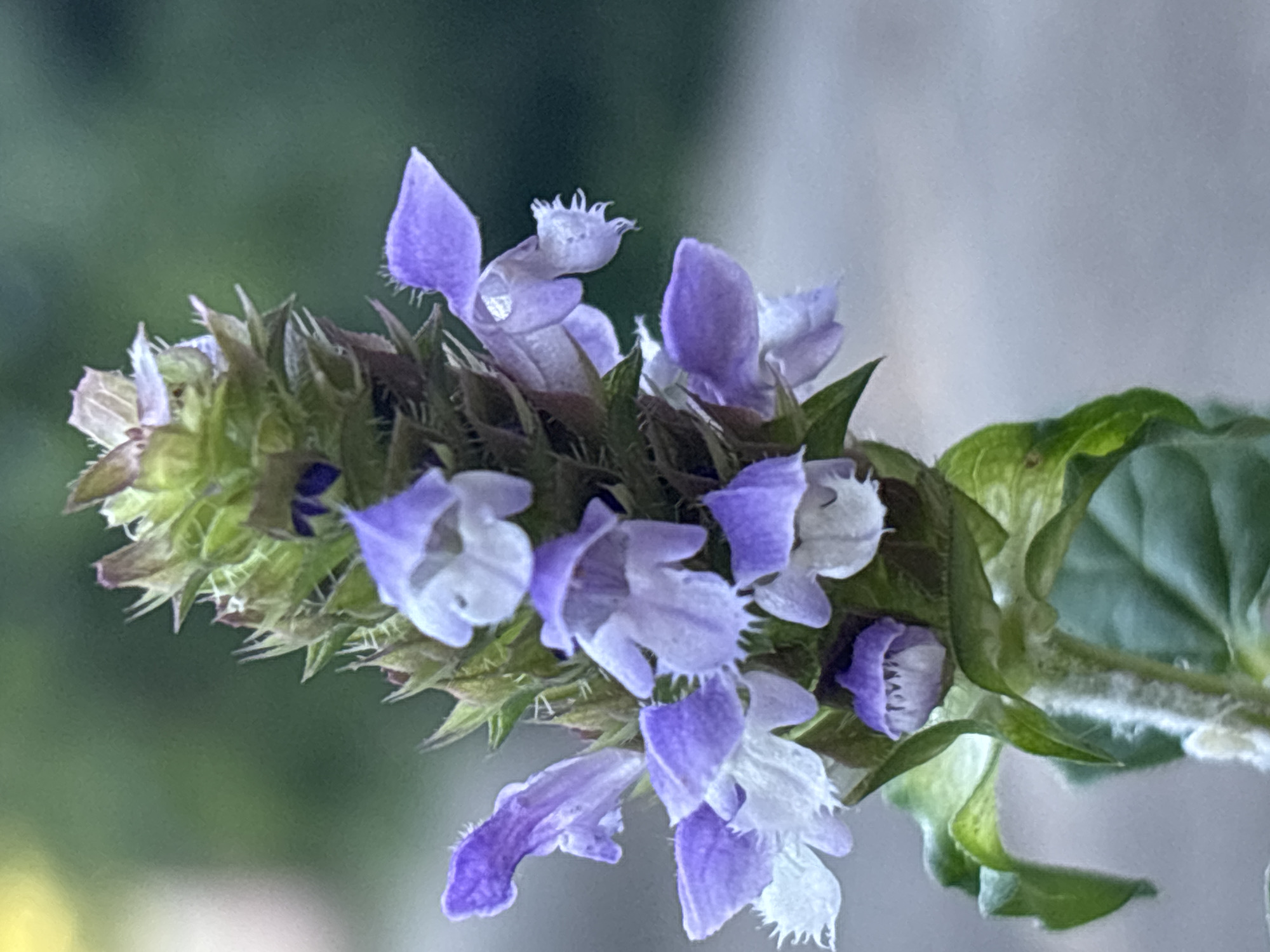 This is a close-up, eye-level, outdoor shot of a single, purple and white flower spike. The flower spike is positioned slightly to the left of the frame and is in sharp focus. The background is a softly blurred mix of green and gray, suggesting foliage and a paved surface, possibly a walkway or road. No people are visible in the image. The flower itself has multiple small, tubular blossoms, with the lower ones appearing more open and showing fringed edges, while the upper ones are more tightly furled. The stem is covered in fine, white hairs. The lighting appears to be natural daylight, casting soft shadows. The image does not contain any elements that specifically indicate the city of Sochi, Russia, or any other specific urban location.