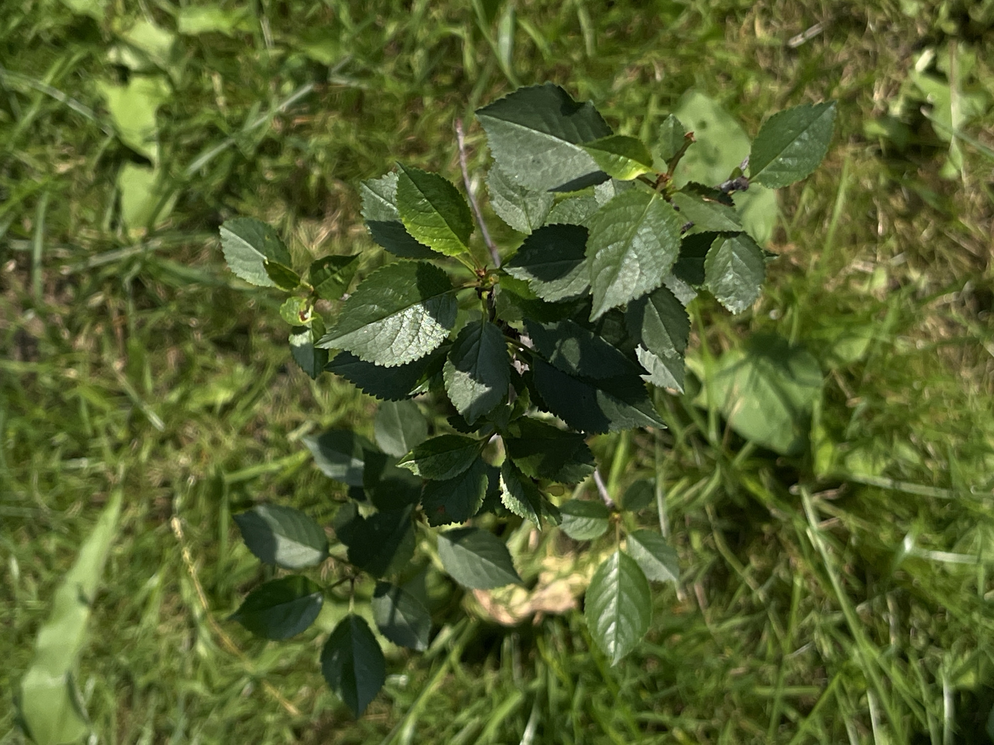 This is a close-up, overhead shot of a small, green plant with serrated leaves, possibly a sapling or a shrub, growing in a grassy area. The plant is positioned slightly off-center to the left of the frame. Its branches are thin and woody, with multiple leaves in various stages of fullness, some casting shadows on others, indicating the presence of sunlight. The background is a blur of green grass, with some areas appearing drier and lighter, suggesting a natural outdoor setting. The lighting appears to be natural daylight, possibly mid-morning or afternoon, given the shadows. There are no people, text, or specific identifiable landmarks to provide further context about the location beyond what is visually evident in the plant and its surroundings. The image conveys a sense of natural growth and the simple beauty of vegetation in an outdoor environment.