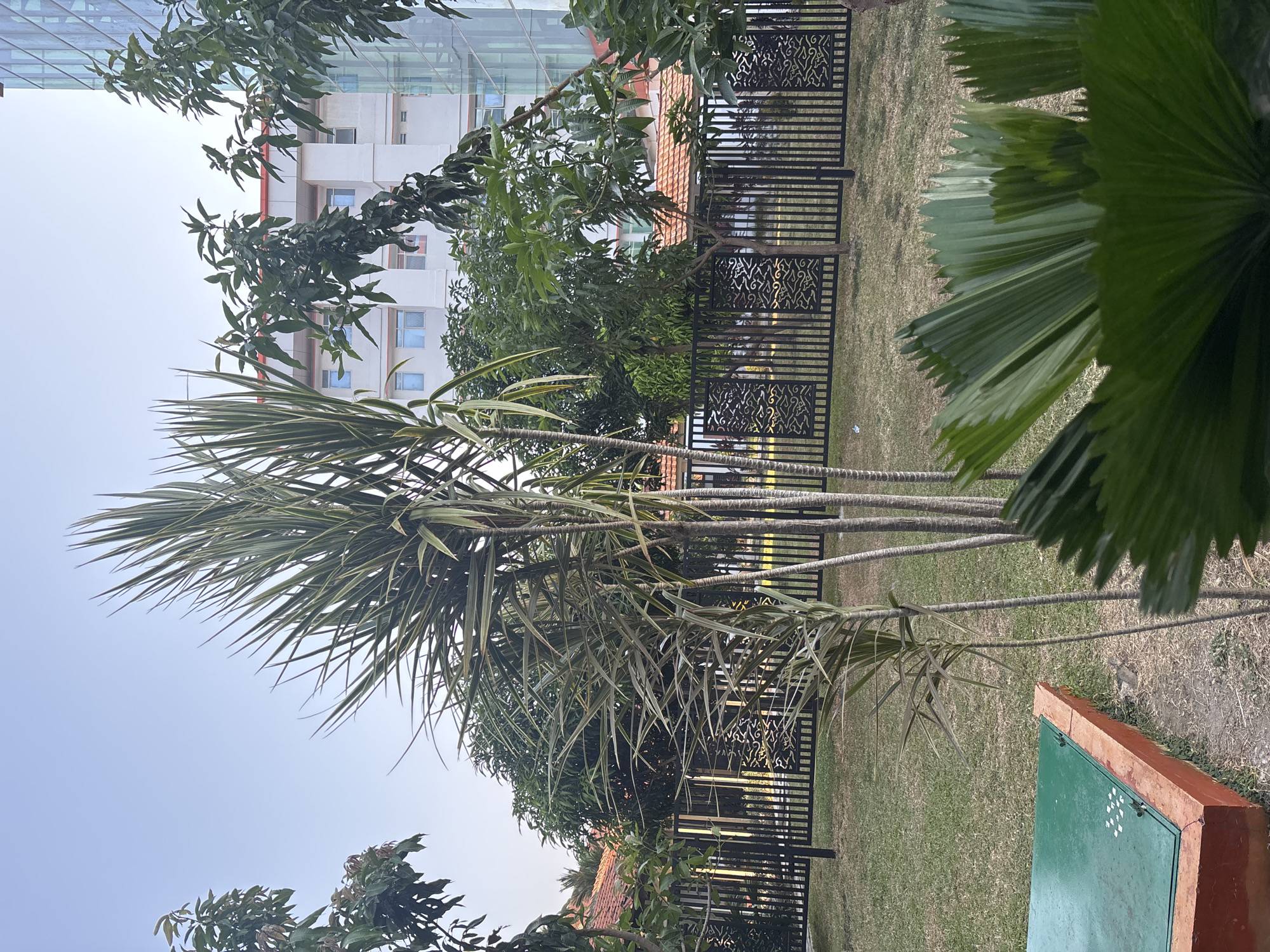 The image depicts an outdoor scene in Cirebon, Indonesia. In the foreground, a large, fan-shaped green plant obscures the lower portion of the frame. Behind it, a thin, upright plant with long, spiky leaves is prominent, its stems appearing slender and multiple. To the left, a low, rectangular structure with a green, hinged cover and an orange-brown brick border is partially visible. The middle ground features a lush green lawn enclosed by a black metal fence with ornate decorative panels. Beyond the fence, several trees with dense foliage are visible, along with the terracotta-tiled roofs of buildings. In the background, a modern white building with multiple floors and glass windows stands tall, with a blue sky visible above. The lighting suggests it may be late afternoon or early morning. There are no people or animals visible in the image.