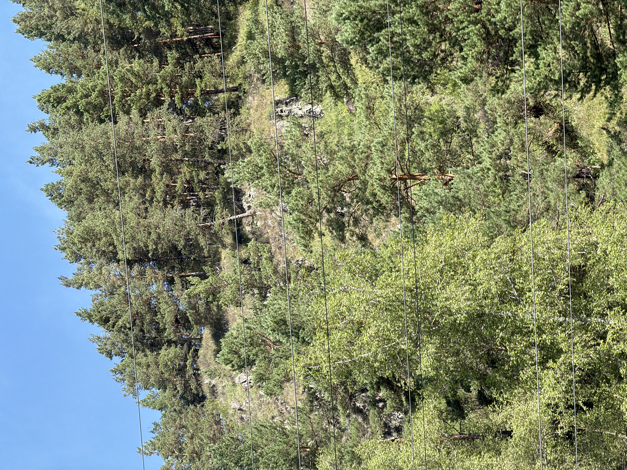 The image depicts a dense coniferous forest covering a steep, rocky hillside under a clear blue sky. Several parallel wires, likely power lines or telephone lines, traverse the foreground horizontally. The trees are predominantly pine, with some deciduous trees, possibly birch, interspersed among them, particularly in the lower left quadrant. The terrain is uneven, with exposed rocks and patches of dry grass visible between the trees. The scene appears to be in a natural, undeveloped area, consistent with the mountainous regions surrounding Cheposh, Russia, known for its coniferous forests and rugged landscapes. No people or discernible structures are present in the frame. The lighting suggests a sunny day, with shadows cast by the trees indicating the sun's position.