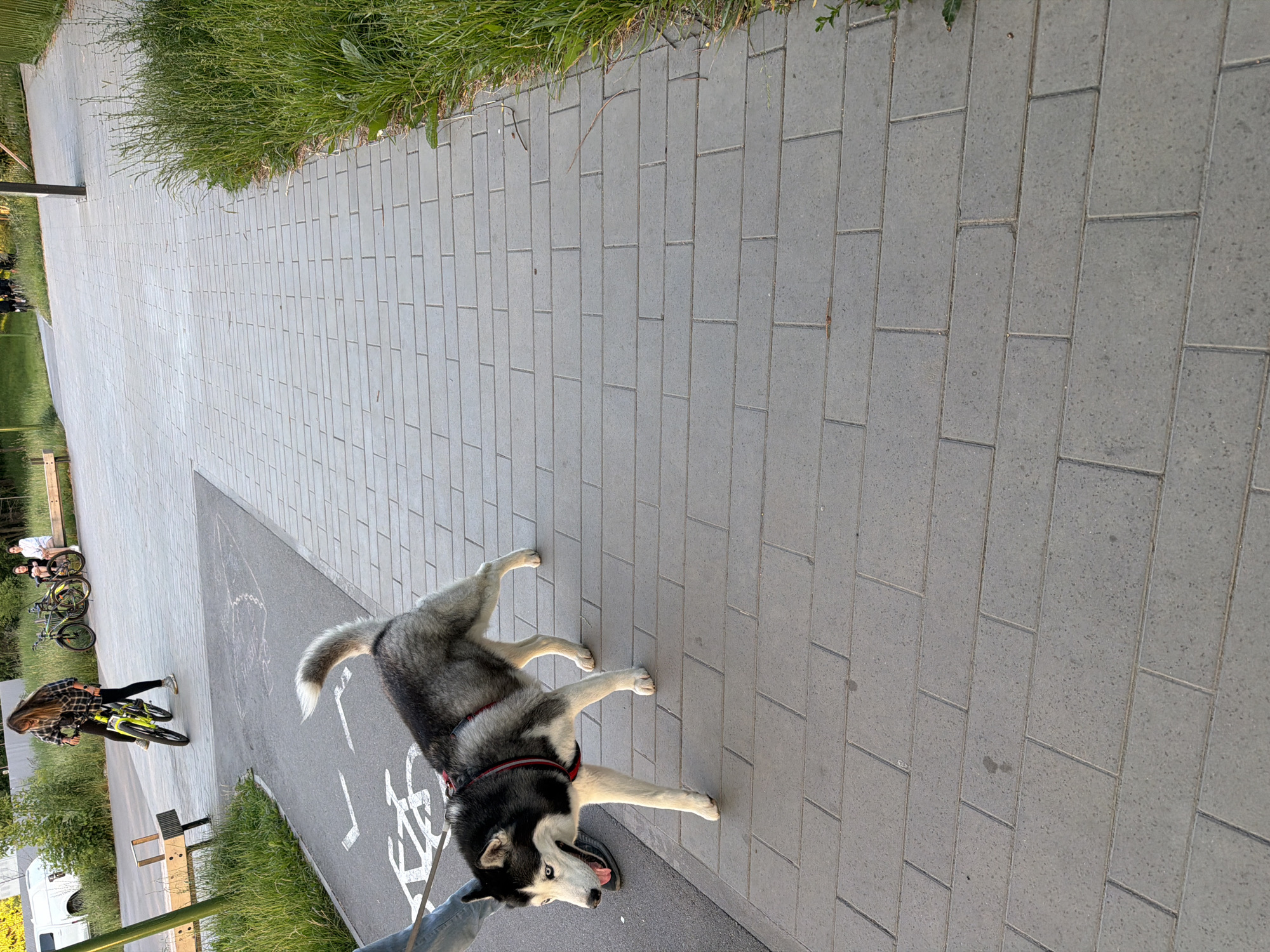 A husky dog is walking on a paved walkway next to a grassy area. The dog is black and white with blue eyes and is wearing a red harness. A person's legs, wearing blue jeans, are visible on the left side of the frame, holding a leash attached to the dog. In the background, a woman on a yellow bicycle is riding on a paved path. Two other people are sitting on a bench in the distance. The environment appears to be a park or recreational area with trees and greenery. The lighting suggests it is daytime, possibly late afternoon.