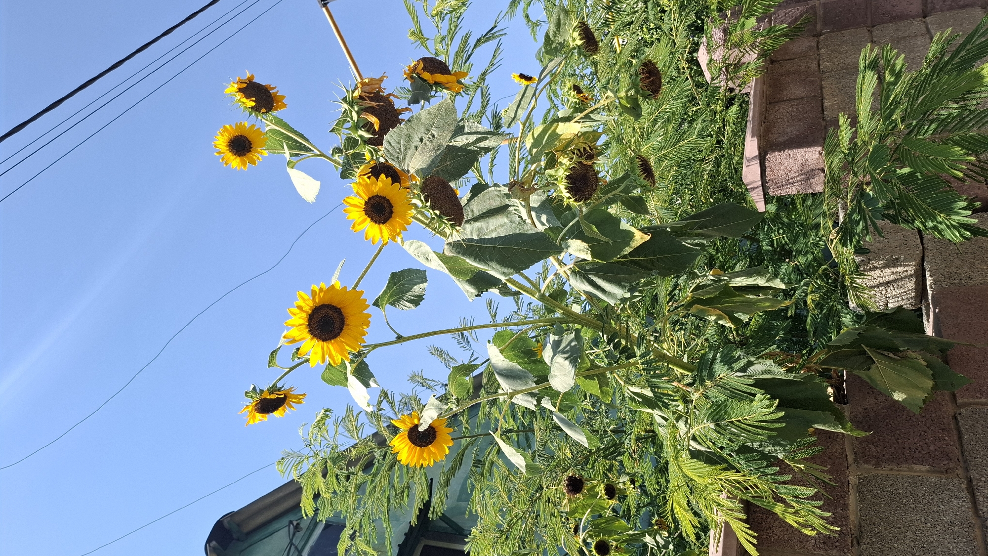 The image shows a cluster of sunflowers in various stages of bloom and wilting, set against a clear blue sky. Some sunflowers face upwards with bright yellow petals and dark centers, while others have drooping heads and browning petals. They are growing amidst lush green foliage, likely from the same plant or surrounding vegetation. In the background, a glimpse of a greenish-teal building with a dark roof is visible on the left, suggesting an urban or suburban setting. A brick wall with a rough, textured surface, built with alternating reddish-brown and light gray blocks, occupies the lower portion of the frame. Thin black wires are strung across the sky, hinting at overhead electrical or communication lines. The scene is illuminated by bright sunlight, casting sharp shadows and creating a vibrant, natural setting. The specific location of Шұбарсу, Kazakhstan, is inferred from the prompt, but not visually discernible from the image itself.