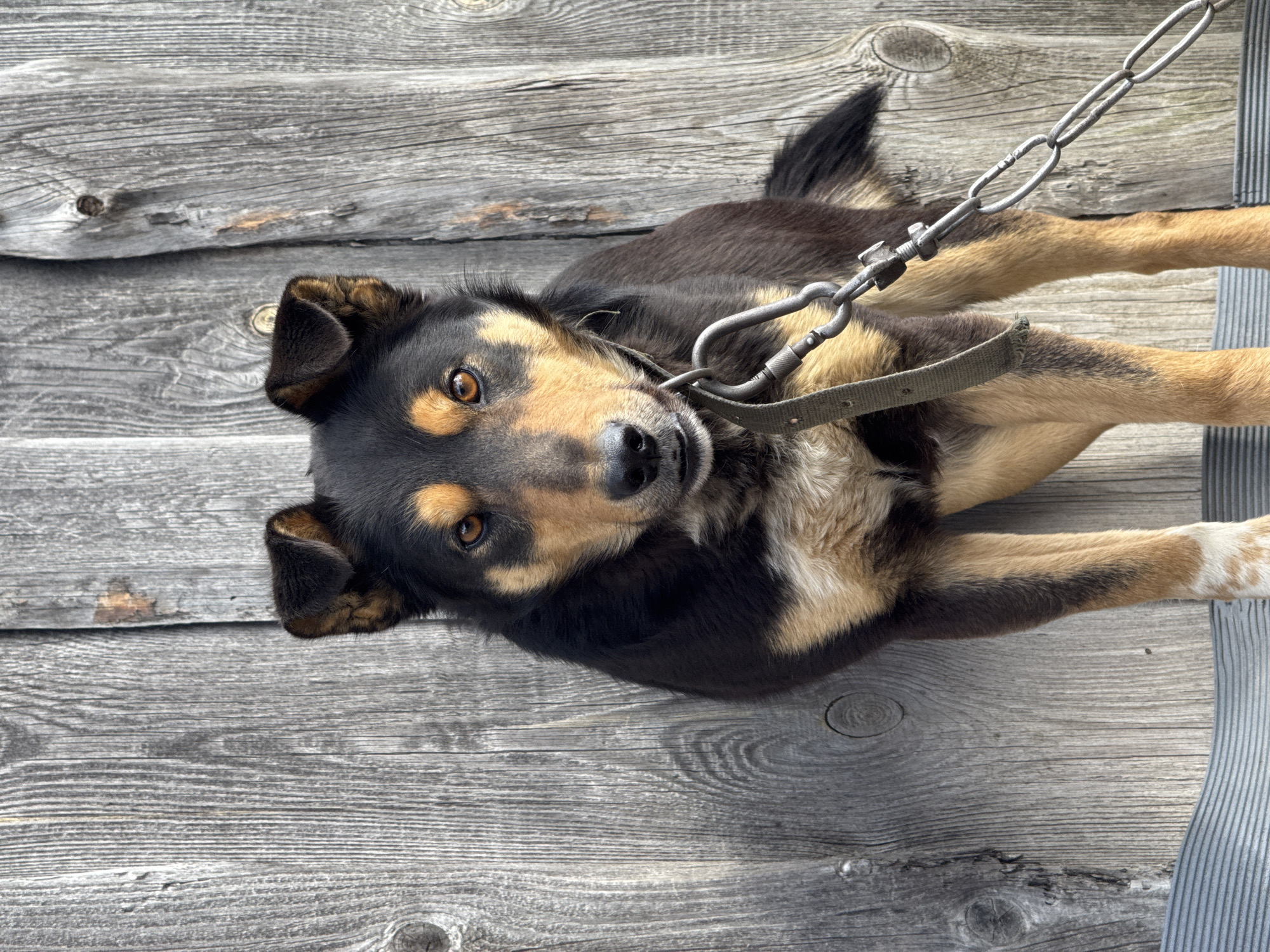 A medium-sized dog with black and tan fur, is lying on a weathered grey wooden surface. The dog is secured with a metal chain leash and a fabric collar. The environment appears to be outdoors, possibly near Гаревая, Russia, given the texture of the wood and the presence of the chain, which is characteristic of rural settings. The dog is the primary subject, and the background consists of the weathered wooden planks.