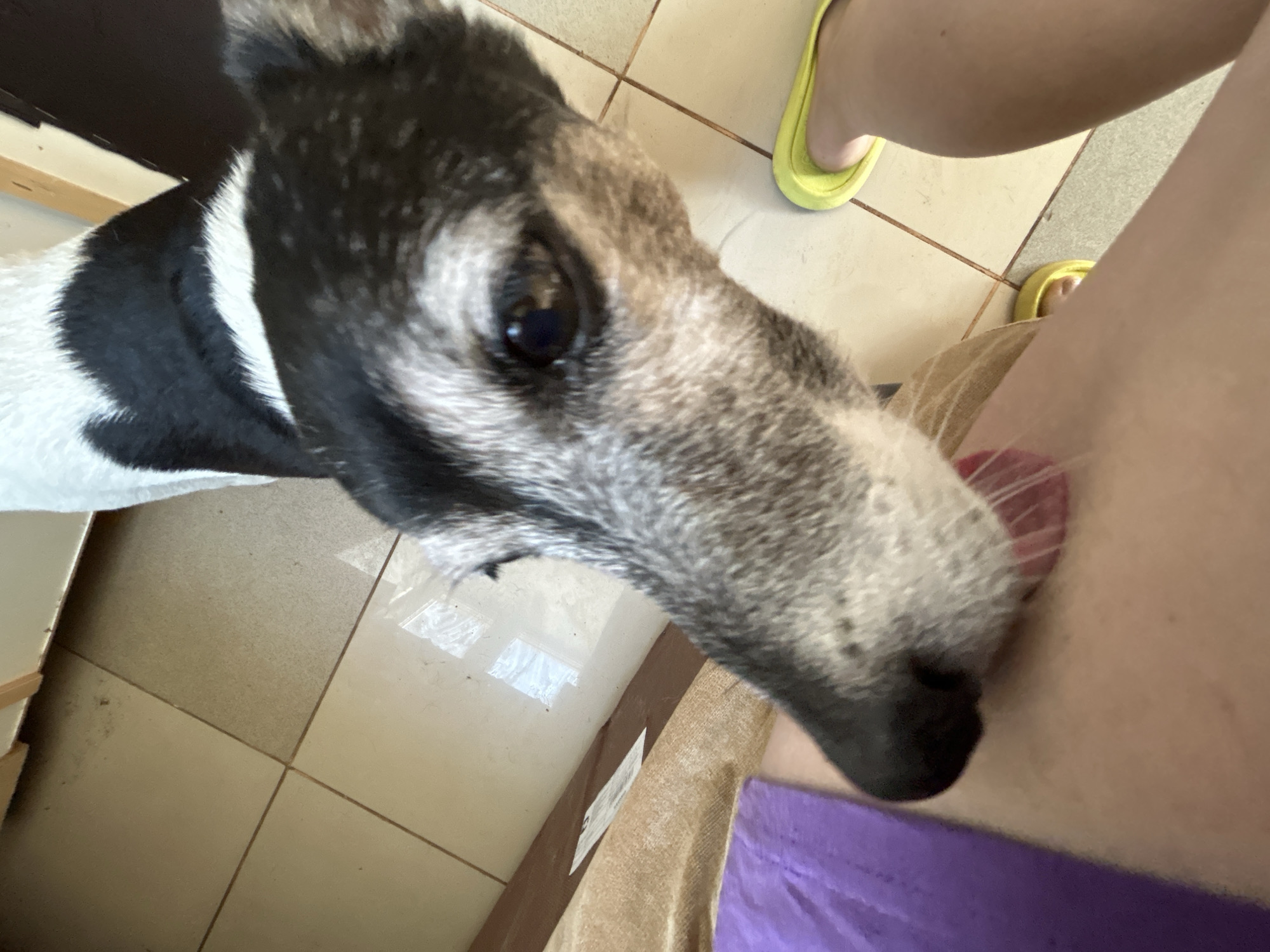 A close-up, tilted view focuses on a grey and white dog, its tongue extended as it licks a human's leg. The person is wearing yellow sandals and purple clothing. The setting appears to be indoors, with a tiled floor and a piece of furniture visible in the background. No evidence suggests the location is Rusalevka, Russia.