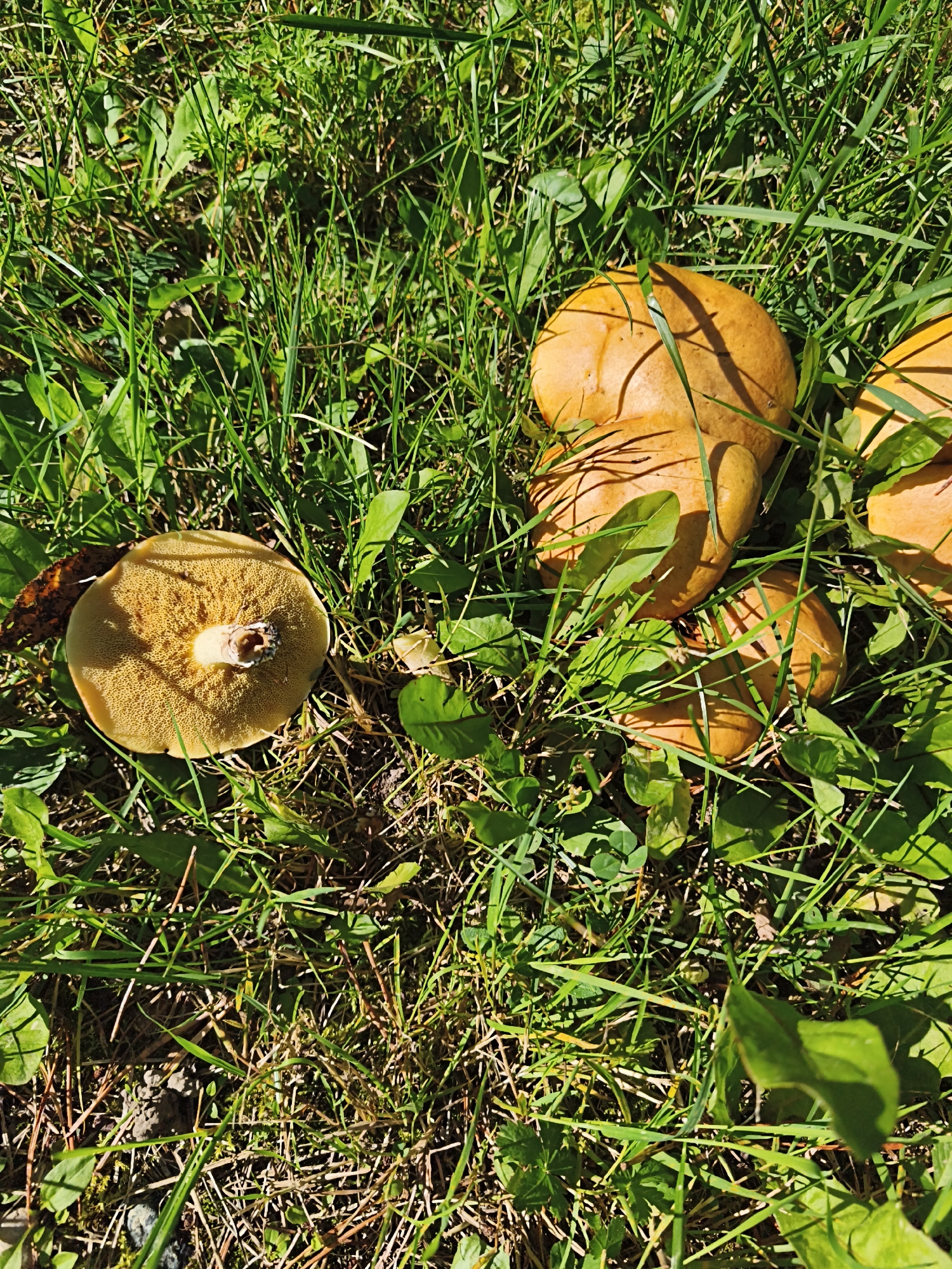 The image shows several golden-brown mushrooms growing in lush green grass. One mushroom in the foreground has its underside, revealing a porous surface, while other mushrooms are visible in the background. The scene is bathed in sunlight, casting shadows across the grass and mushrooms. The location is specified as Pedase, Estonia.