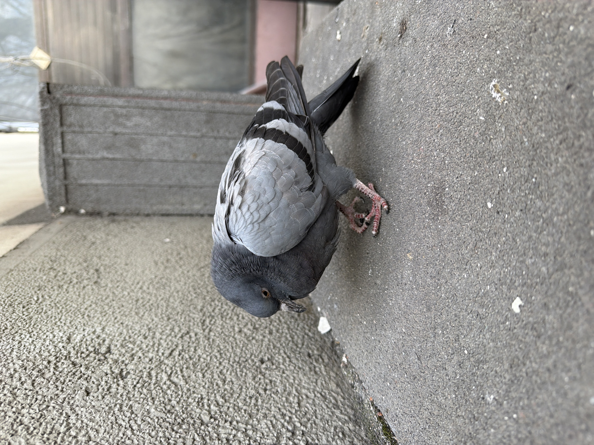 A pigeon clings upside down to a concrete wall, its head facing the ground. The wall shows some staining and discoloration. The pigeon's plumage is gray with darker markings on its tail feathers and wings. The background includes a textured concrete surface and a section of a weathered, horizontal structure. The photo lacks people or identifiable indicators of the city of Sofia, Bulgaria. The interaction is solely between the pigeon and the wall.