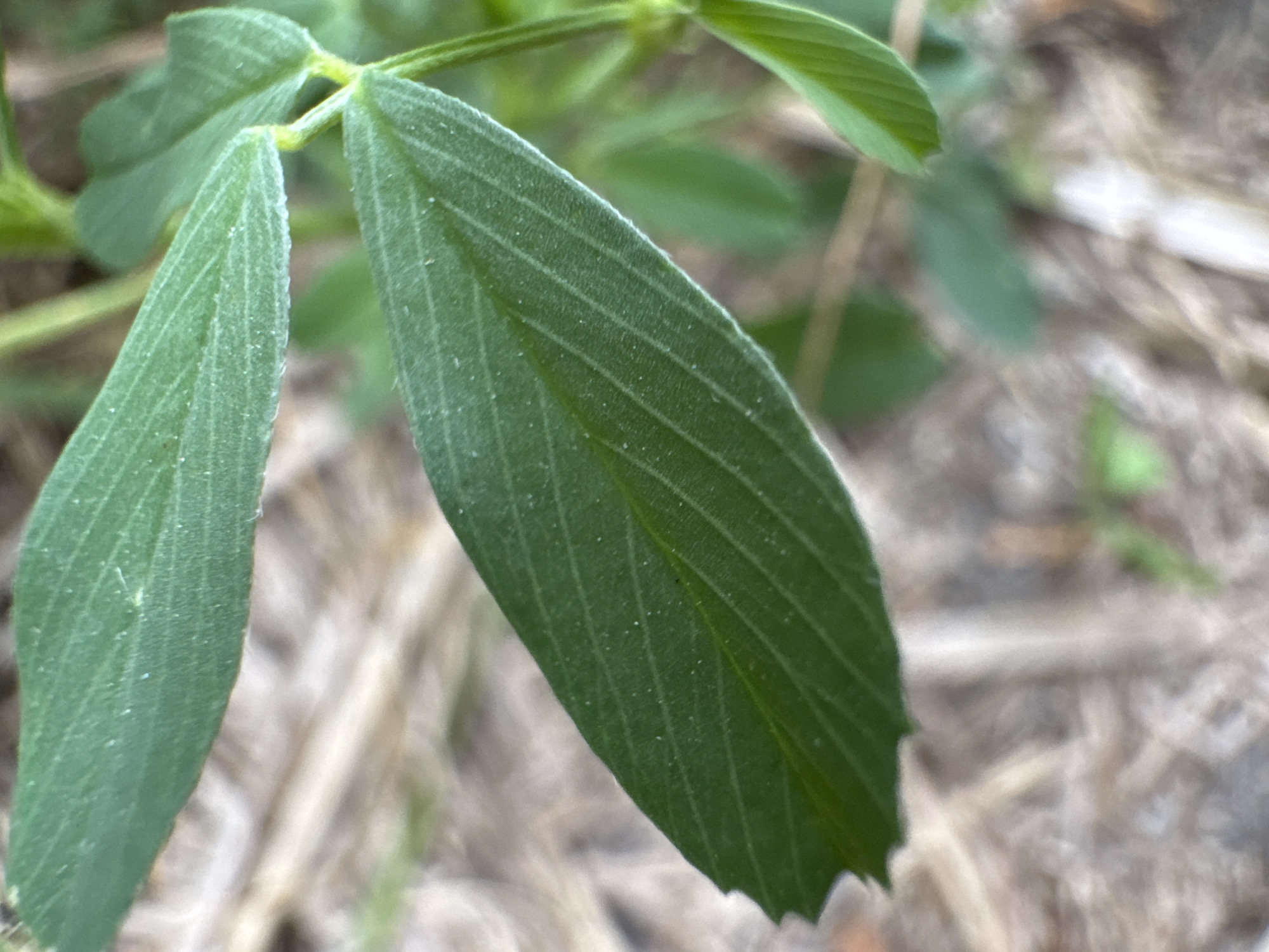 This is a close-up, eye-level shot of green leaves from a plant, possibly clover or alfalfa, due to their trifoliate structure. The leaves are elongated and oval-shaped, with a visible midrib and parallel veins running the length of each leaflet. The surface of the leaves appears slightly fuzzy or covered in fine hairs, and there are small white specks scattered across them, which could be dust or pollen. The edges of the leaves are finely toothed.
The background is out of focus and consists of dry, straw-like material, suggesting a dry, possibly agricultural or natural setting. Some faint green foliage is visible in the upper background, indicating other plants are nearby. The lighting appears to be natural daylight, possibly overcast or diffused, as there are no harsh shadows. The overall mood is one of natural observation, focusing on the intricate details of plant life. There is no visible text in the image.