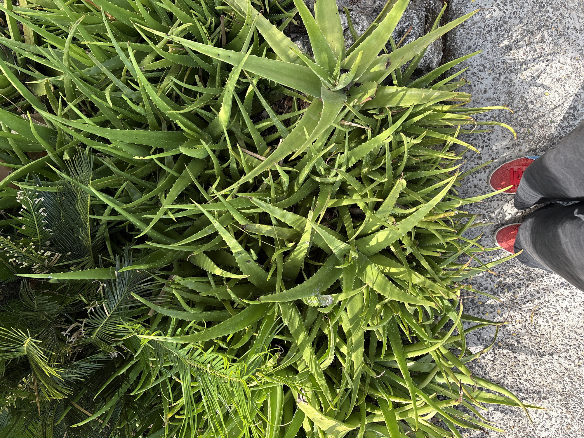 A top-down, medium shot shows a dense cluster of aloe vera plants with sharp, spiky leaves and some palm fronds from the left. In the lower part of the frame, a person's legs are visible, wearing dark grey pants and red sneakers. They are standing on a concrete pathway with small grey and white pebbles. The scene appears to be outdoors, possibly in a garden or park. The lighting suggests it is daytime, with dappled sunlight creating shadows on the pathway. The image does not contain enough information to determine the specific location in Kuta Selatan, Indonesia.