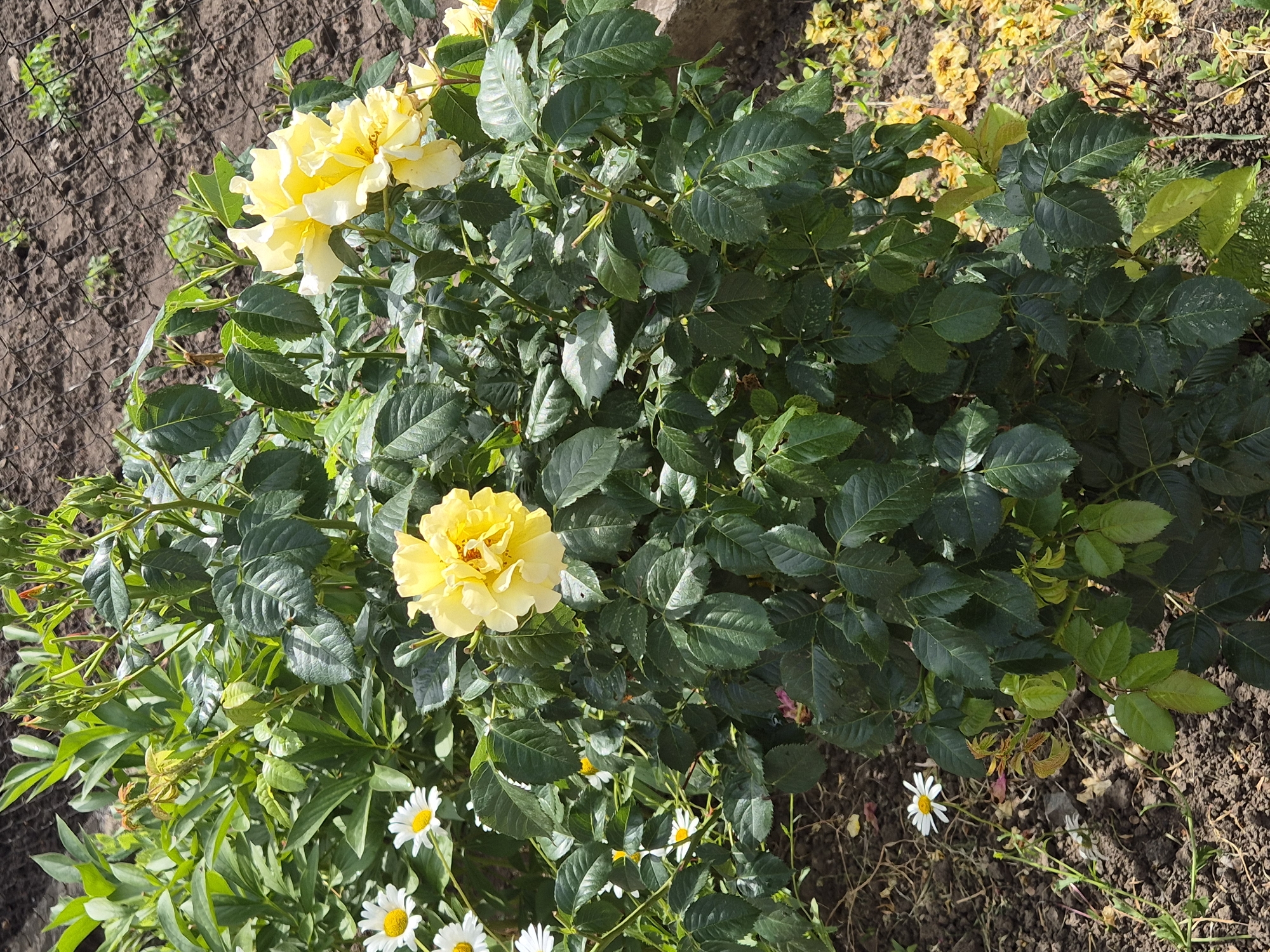 This is a medium-angle, eye-level shot of a lush rose bush with yellow blooms, set against a backdrop of dark soil and a chain-link fence. The bush is the primary subject, characterized by its dense green foliage and several prominent yellow roses. Two of these roses are in clear focus: one larger, fully open bloom at the top left and a slightly smaller, yet equally vibrant, bloom in the center left. The roses exhibit multiple layers of petals, with a gradient of color from a deeper yellow at the center to lighter yellow and almost white at the edges.
Surrounding the rose bush are several smaller white flowers, resembling daisies, with yellow centers. These flowers add a touch of contrast to the scene. The ground is covered with dark soil, interspersed with dried leaves and a few scattered yellow petals, suggesting it is autumn or that the flowers are past their peak. A portion of a black chain-link fence is visible in the upper left quadrant, providing a stark, man-made element against the natural beauty of the flowers and plants.
The lighting suggests it is daytime, with sunlight illuminating the upper portions of the rose bush and highlighting the texture of the leaves and petals. Shadows are cast, indicating a sunny or partly cloudy sky. The overall impression is one of a garden setting in an outdoor environment. The setting, likely a garden in Sozonivka, Ukraine, appears to be in a stage of transition, with both vibrant blooms and signs of decay present. No people are visible in the image, and there is no visible text. The mood is peaceful and naturalistic, capturing the beauty of blooming flowers in an everyday outdoor setting.