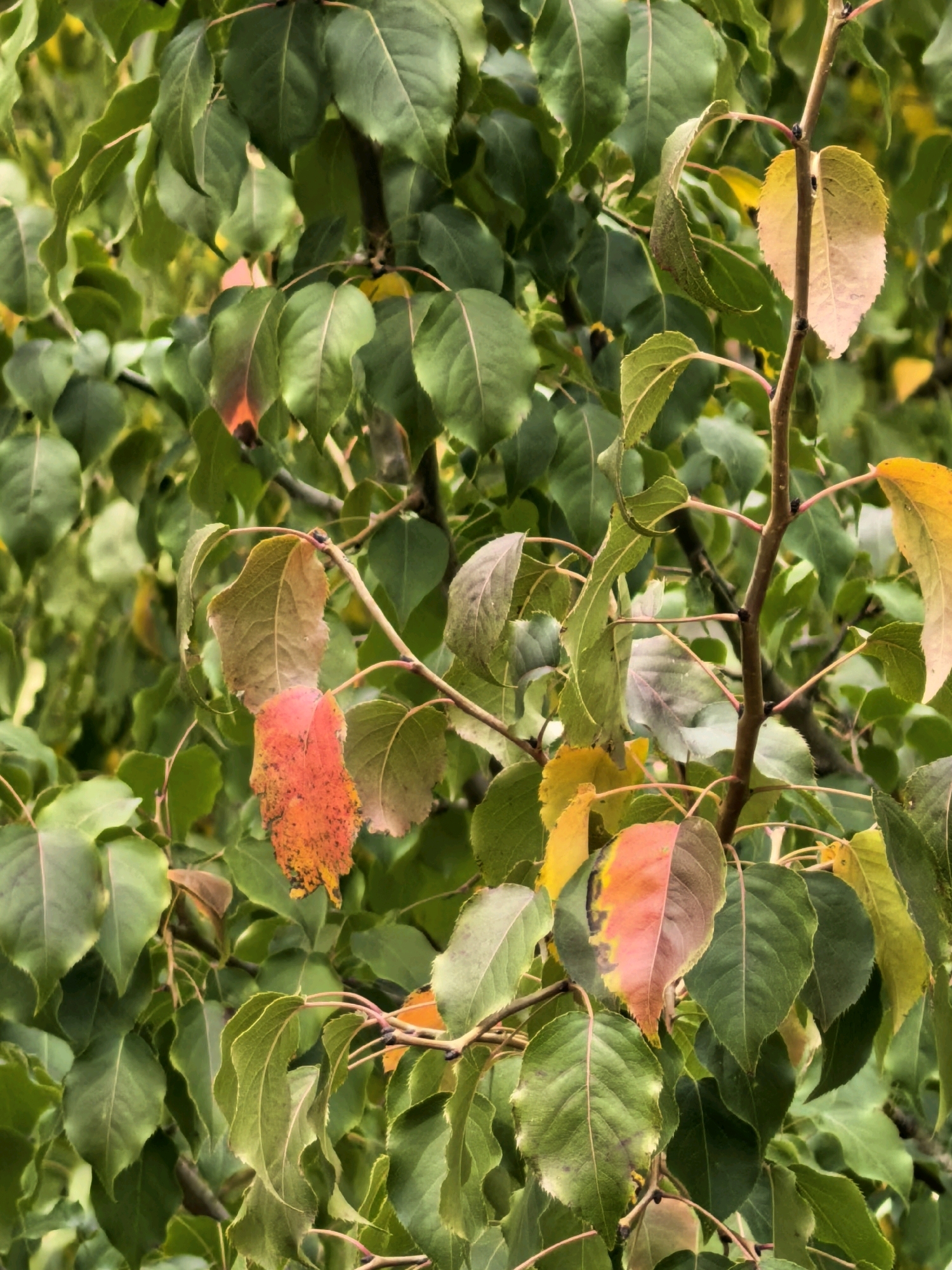 The image shows a close-up of a tree branch with leaves in various stages of autumn color change. The leaves are predominantly green, but some exhibit shades of yellow, orange, and red. The tree appears to be outdoors, possibly in a park or garden setting. The background is a blur of more greenery and hints of yellow. No people or specific landmarks are visible in the image. Therefore, it is not possible to determine the location within Sterlitamak, Russia.