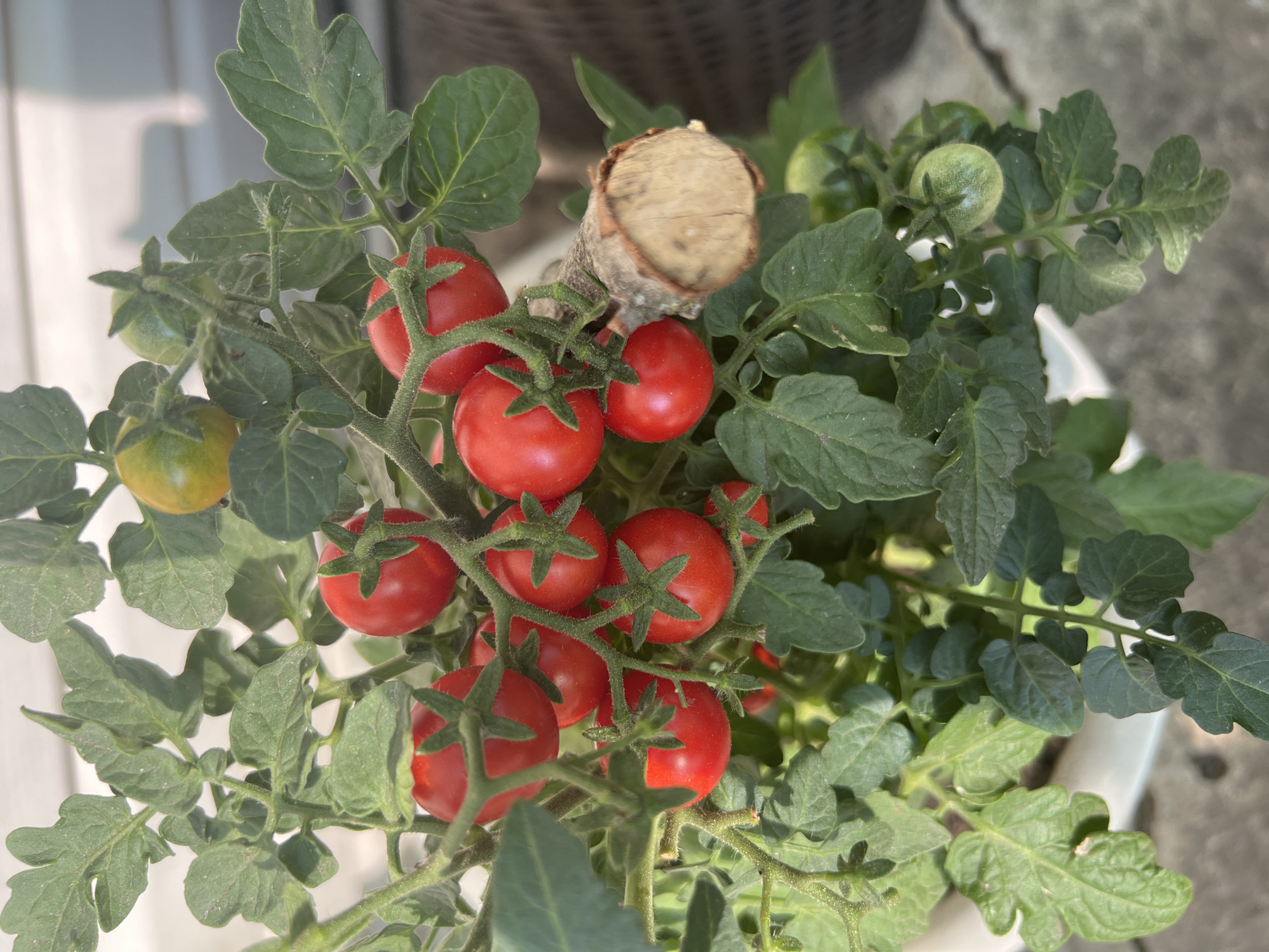 This is a close-up, eye-level, outdoor, daylight shot of a tomato plant bearing ripe red cherry tomatoes and some green ones still developing. The plant is potted in a white container. The background is blurred, showing some greyish material, possibly a wall or patio, and hints of a wicker texture, suggesting outdoor furniture. A broken wooden stake is visible, supporting part of the plant. The scene is located in Lopatino, Russia.