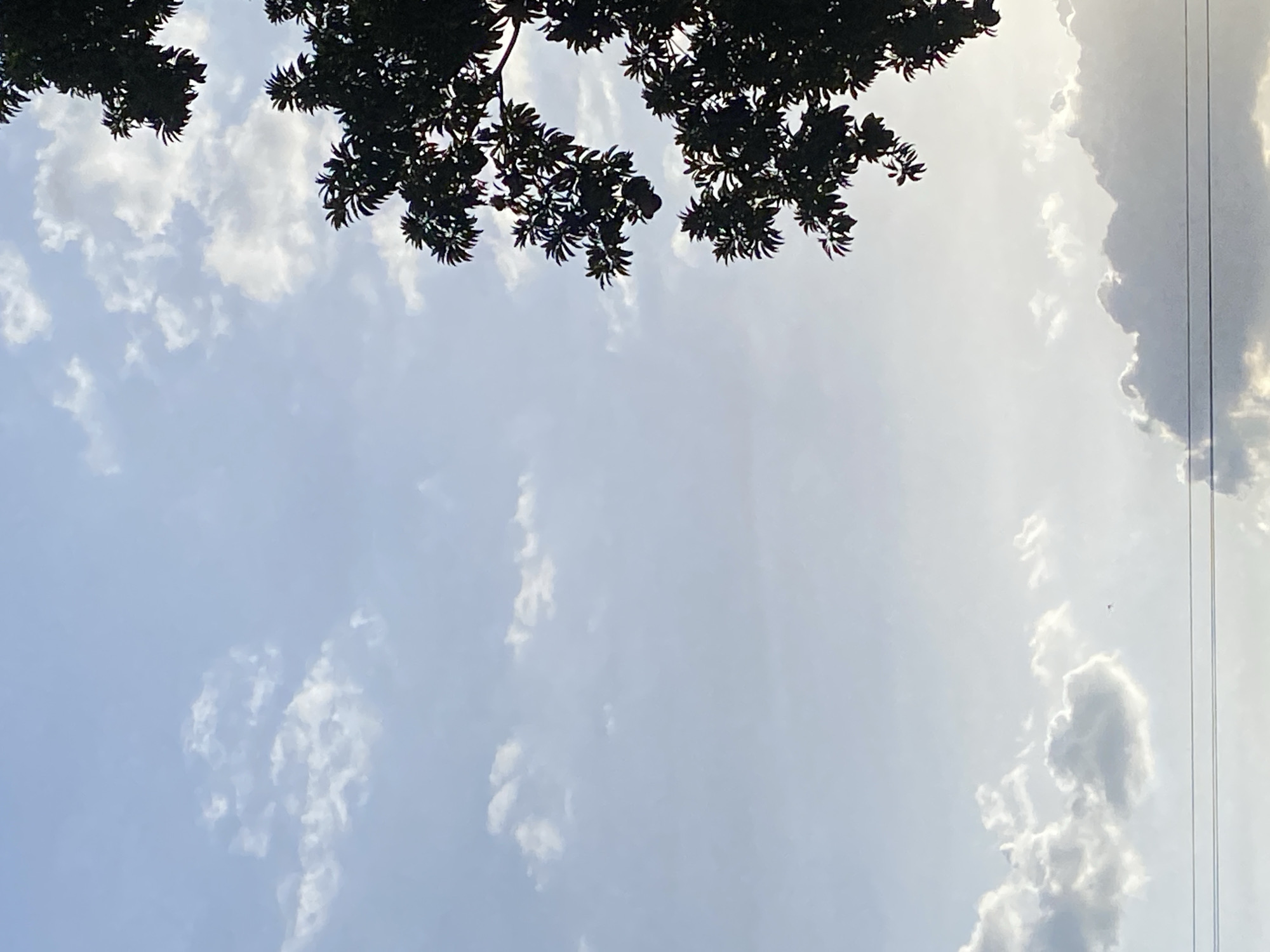 The image shows a view of the sky from Tinaquillo, Venezuela. Tree branches are silhouetted against the upper part of the sky. The sky is pale blue with scattered white clouds. There are power lines visible on the right side of the frame.