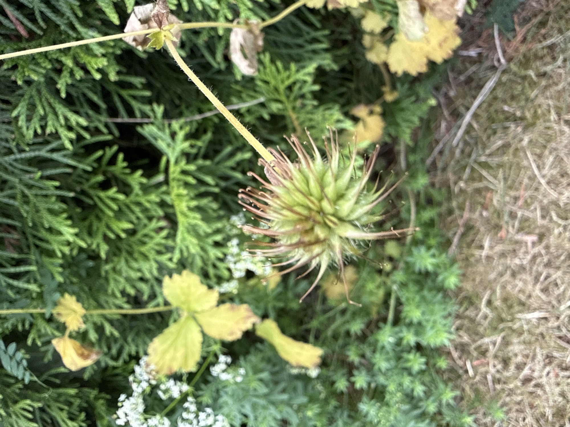 An outdoor close-up shot focuses on the seed head of a plant, possibly a Geranium species, in the foreground. The seed head is green with thin, pointed structures extending outward, resembling a starburst. The plant stem is pale yellow and fuzzy. In the background, there is dense, green foliage, likely from evergreen shrubs. To the left, there are small white flowers and some yellowing leaves. The ground in the lower portion of the image is covered with dry grass and some sparse green ground cover. The image appears to have been taken in a garden or natural setting. No specific location in Ridabu, Norway, is identifiable from the image itself.