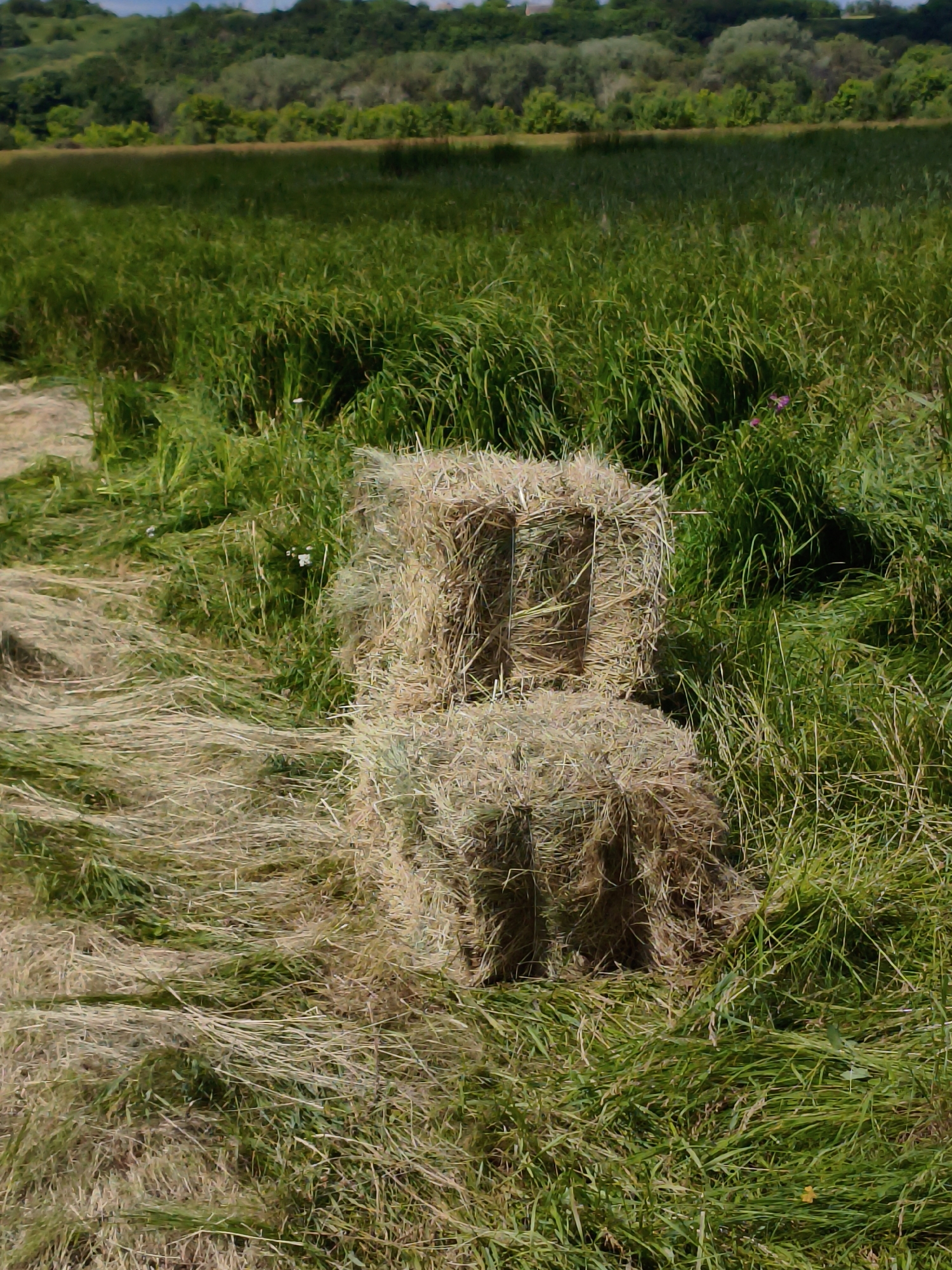 The image depicts a field of tall green grass in Ustyvytsia, Ukraine. Two rectangular bales of hay are stacked on top of each other in the foreground, surrounded by loose hay and grass. In the background, a dense line of trees forms a natural border, with a gently sloping hill visible behind them under a bright sky. The scene appears to be a rural or agricultural landscape, likely during the daytime given the lighting and shadows. There are no people or animals visible in the image.