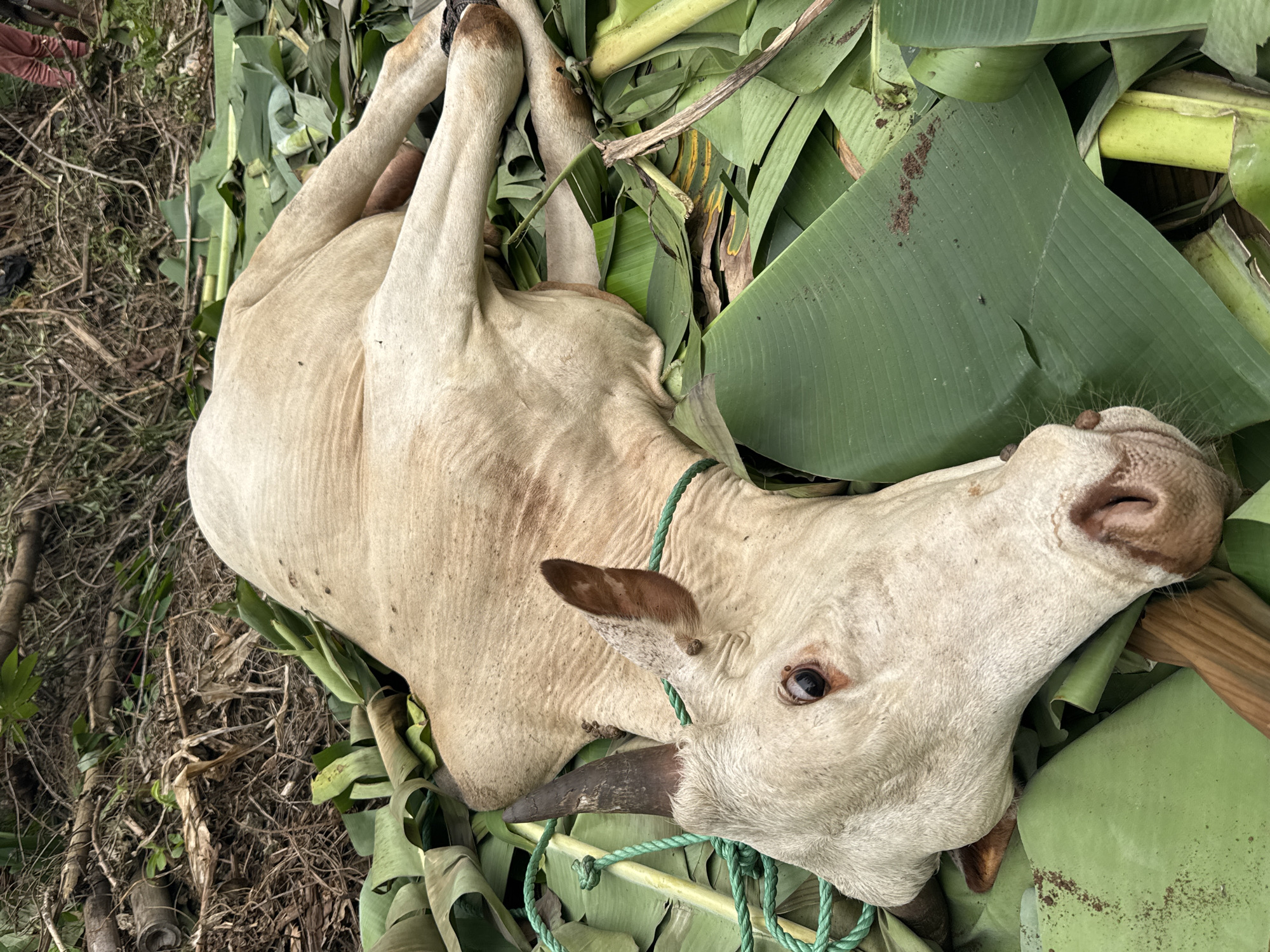 The image shows a pale-colored cow lying on its side in what appears to be an outdoor environment, potentially in Eziudo, Nigeria. The cow is surrounded by green banana leaves and other vegetation. A green rope is tied around its neck. The ground around the cow is a mix of dry earth and plant debris. The cow has one visible eye open. The overall scene suggests the animal may be recently deceased, possibly for ritual or consumption purposes.