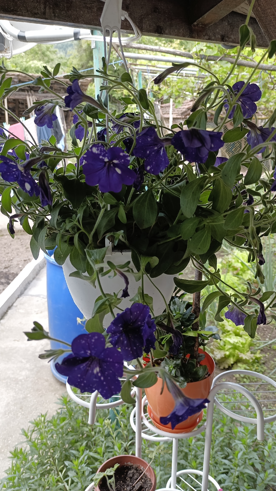 A medium shot captures a hanging basket of purple petunias with white speckles, interspersed with green leaves. The basket is white and hangs from a white plastic hanger. Another smaller orange pot rests on a white metal plant stand beneath the hanging basket. The ground level holds a small brown pot with a young plant. A blue barrel is visible behind the hanging basket, along with sections of a concrete path and a wooden structure. The setting appears to be a garden or patio area in Muzga, Bulgaria, indicated by the architectural style of surrounding buildings and the presence of local flora. No people are visible in the image.