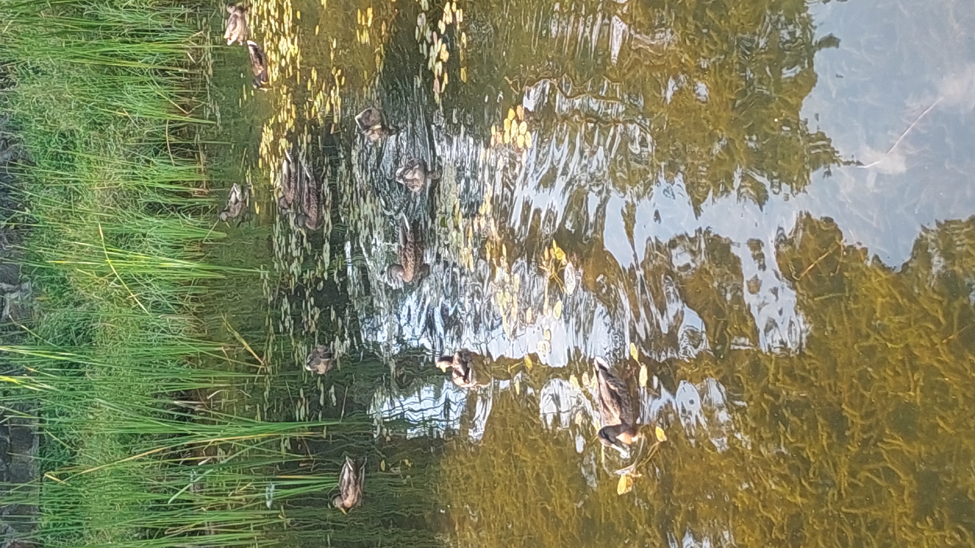 A group of mallard ducks swim in a shallow pond filled with submerged aquatic vegetation and lily pads. The pond is bordered by tall green reeds and a stone wall. The water reflects the surrounding foliage and sky. The scene is likely located in Salihorsk, Belarus, a city known for its extensive natural landscapes and waterways. There are no people present in the image.