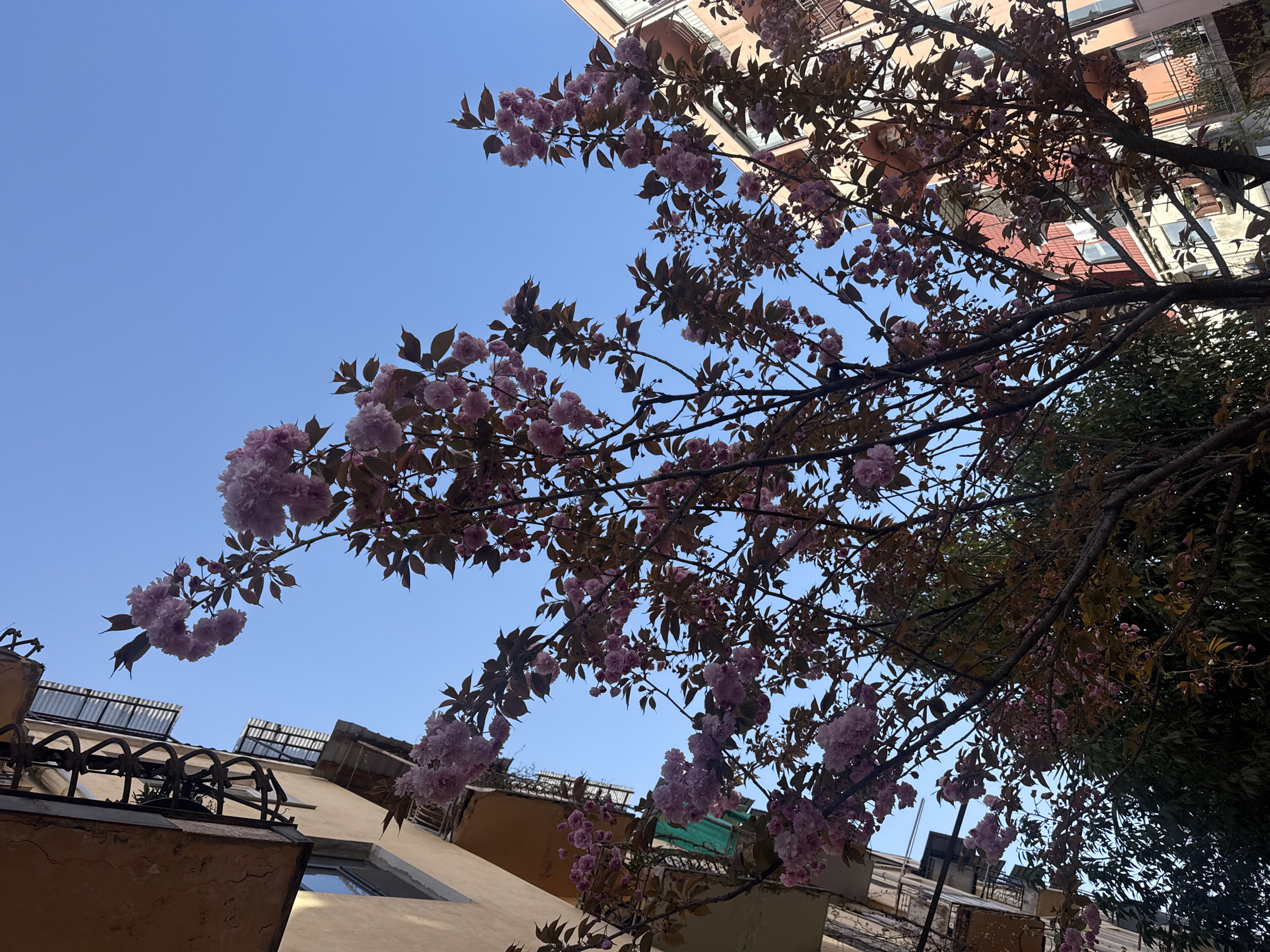 From a low-angle perspective, the image shows blossoming branches of a tree filled with pink flowers against a clear blue sky. Portions of building facades are visible on either side of the frame, suggesting an urban environment in an unknown city. The buildings have architectural details typical of residential or commercial structures, including windows, balconies, and rooftop structures. The overall scene conveys a sense of springtime or floral bloom.
