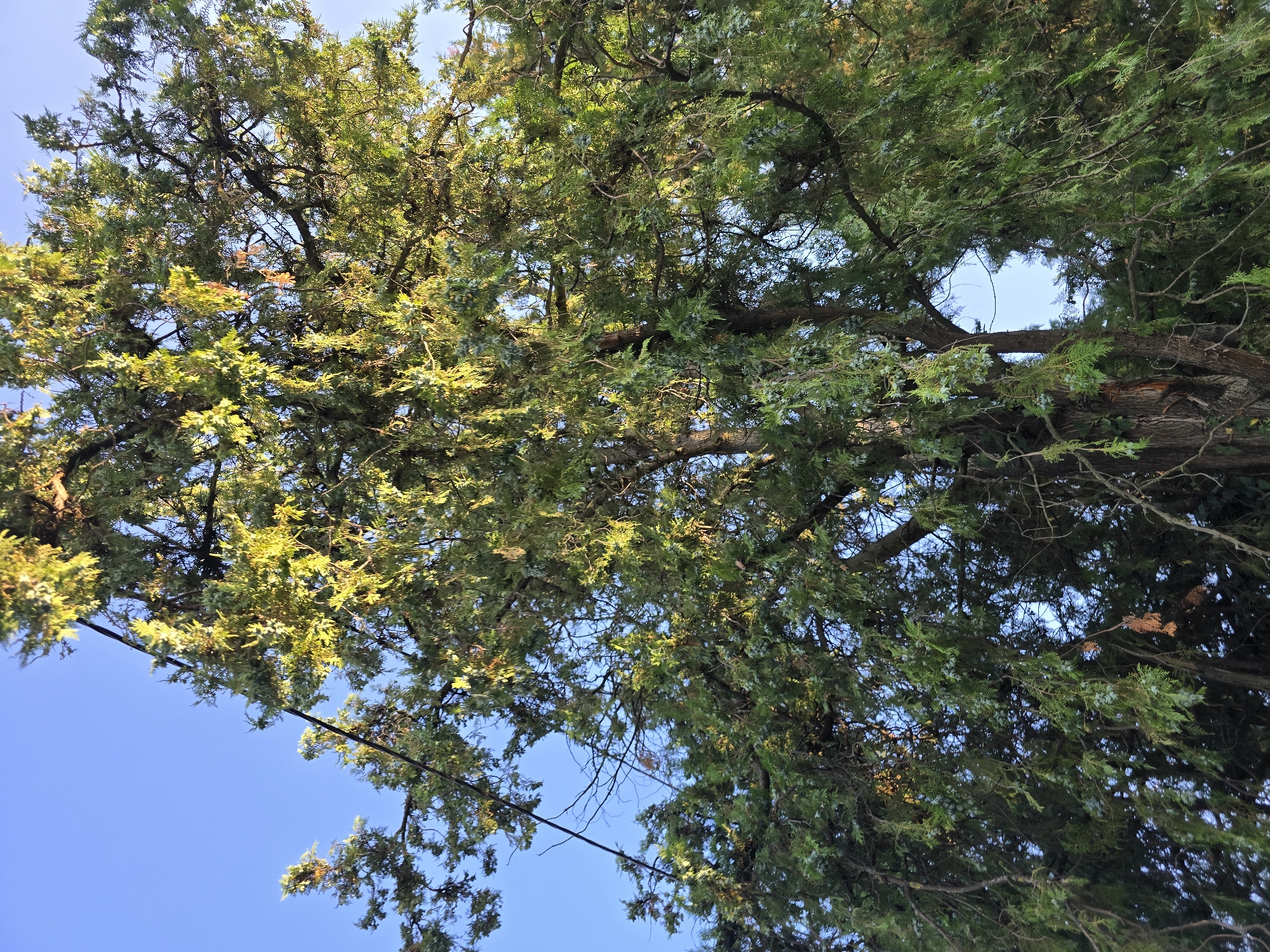 A tall, mature evergreen tree with dense foliage and a thick trunk dominates the frame, reaching towards a clear, bright blue sky. The tree's branches are laden with green needles, and sunlight filters through, creating a dappled effect and highlighting some of the upper leaves with a golden hue. A dark, thin wire runs diagonally across the upper left portion of the image, partially obscured by the tree's branches. The trunk of the tree is rough and textured, with visible bark. The overall impression is a natural scene, likely in a park or yard, with the tree serving as the primary subject.