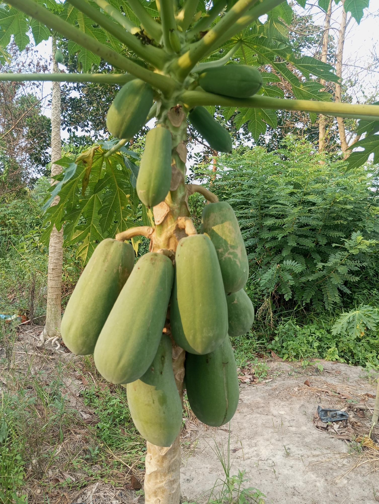 In Air Molek, Indonesia, a close-up, eye-level shot captures a cluster of unripe green papayas hanging from a tree. The papayas are elongated and smooth, with a slight sheen. They are arranged in a dense group, with some overlapping each other. The tree trunk is visible at the bottom of the frame, with a rough, textured bark. Surrounding the tree is lush green foliage, with broad papaya leaves fanning out and other dense shrubbery creating a natural backdrop. The ground below appears to be sandy or dry soil, with scattered leaves and some sparse vegetation. The lighting suggests it is daytime, with the sun casting natural light on the scene.