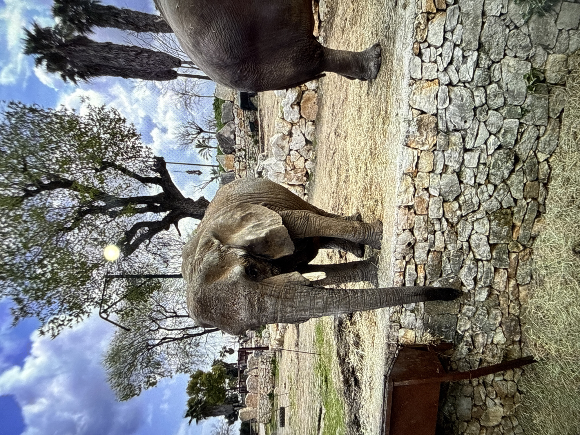 The image shows two elephants in an outdoor enclosure at the Sofia Zoo in Sofia, Bulgaria. One elephant is partially visible in the upper portion of the frame, while the other occupies the central area. The enclosure has a rough stone wall on one side, and trees, including palm trees, are visible in the background with a cloudy sky above. A metal trough or structure is present near the bottom right of the image.