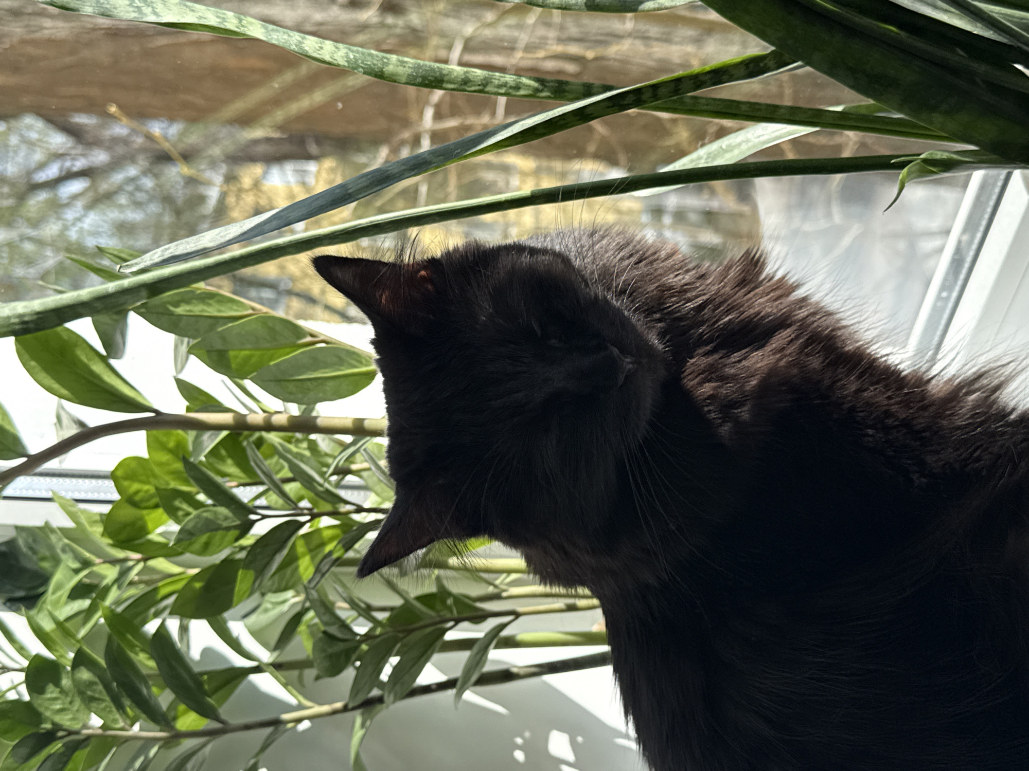 A black cat is positioned near a window. The cat's head and upper body are visible, with its ears perked. The window is surrounded by several green plants. Outside the window, blurred structures suggest an urban environment. Given the prompt, this is in Rostov-on-Don, Russia.
