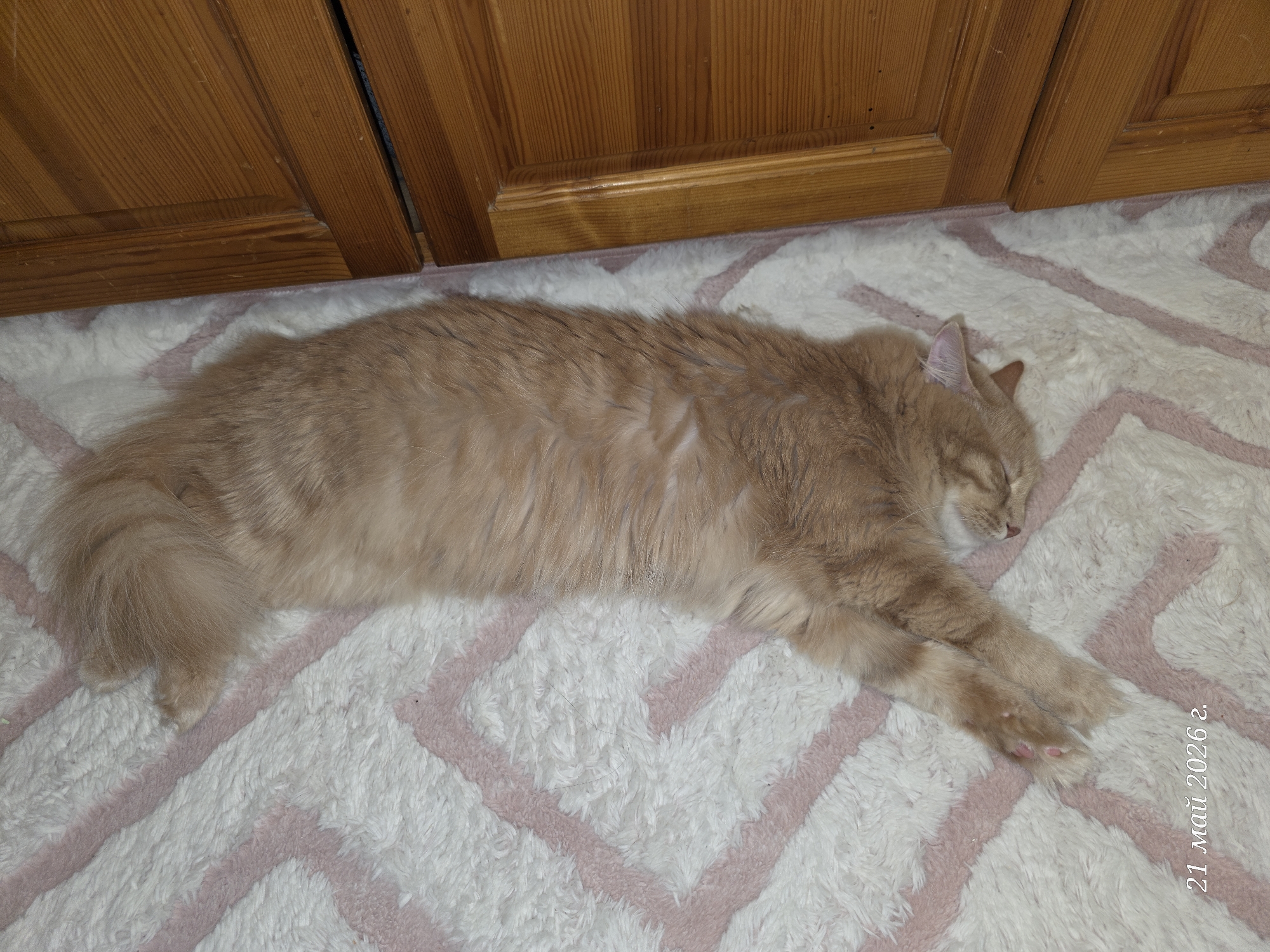 A tan cat lies asleep on a white rug with pink zig-zag stripes, positioned in front of closed wooden cabinets. The location is not discernible from the image. The date "21 май 2026 г." is visible in the lower right corner.