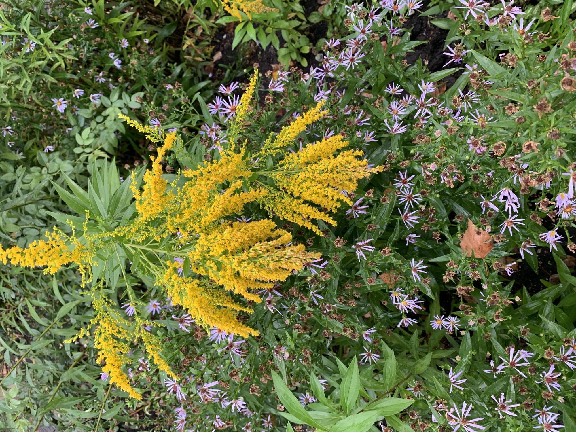 The image shows a close-up view of a garden bed with a variety of plants. Dominating the scene is a tall, arching spray of bright yellow flowers, likely goldenrod, with numerous small blossoms. Interspersed among the yellow blooms are numerous smaller, delicate purple flowers with thin petals, possibly asters. The ground cover is dense green foliage, and some dried seed heads and brown leaves are also visible. The overall impression is a naturalistic planting, likely in a park or garden setting. The image does not contain any people or specific landmarks that would allow for precise location identification within Prokopyevsk, Russia, or any other city.