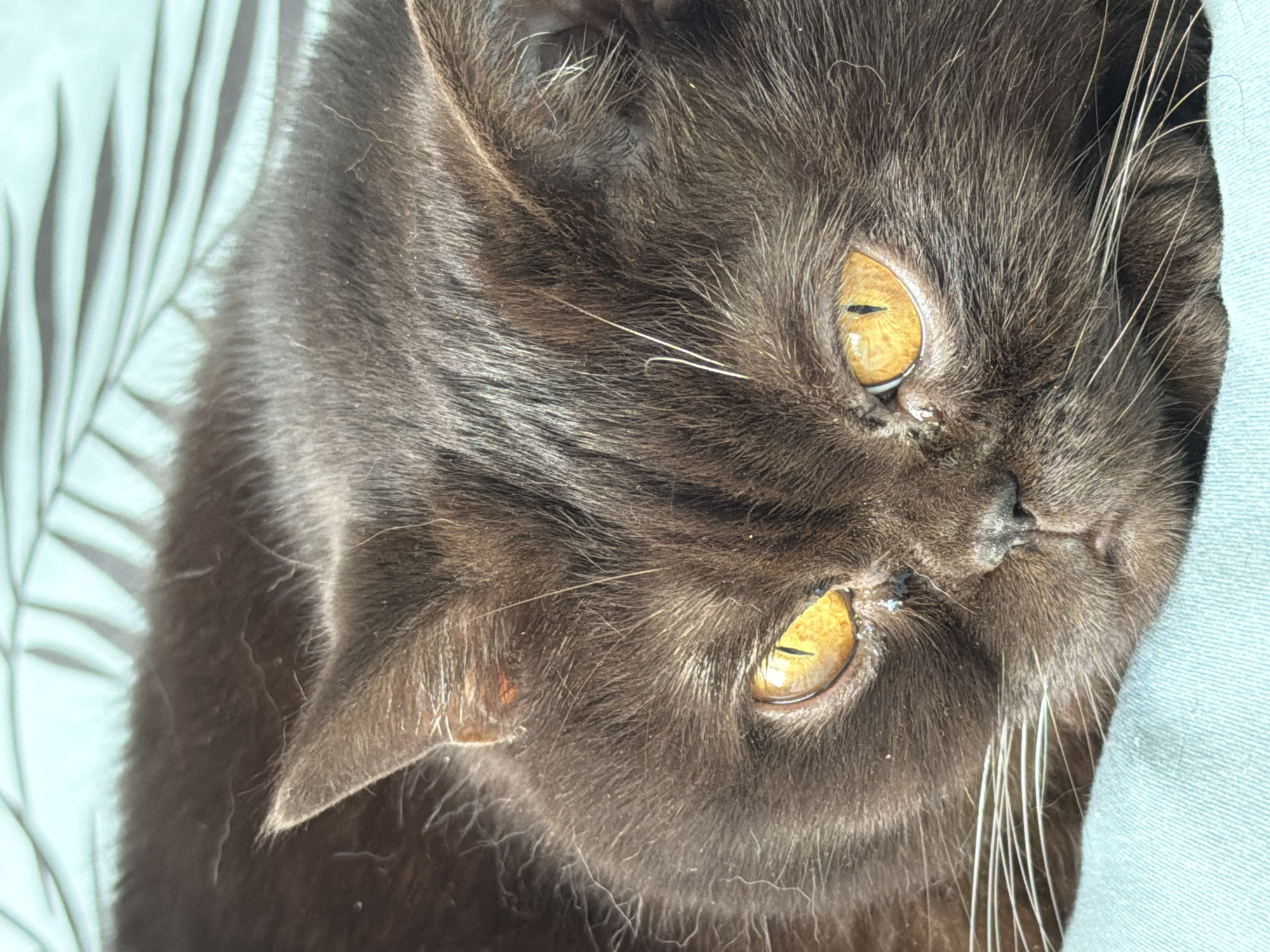 A close-up, eye-level shot captures a dark brown cat with striking amber eyes. The cat is lying down, its head resting on a light blue surface, possibly a blanket or pillow, which has a faint leaf-like pattern visible in the background. The cat's fur is dense and short, with white whiskers fanning out from its muzzle. The lighting highlights the texture of its fur and the intense gaze of its eyes. The image does not contain any elements that would allow for determination of its location within the city of Brest, Belarus, nor does it depict any people, actions, or interactions.