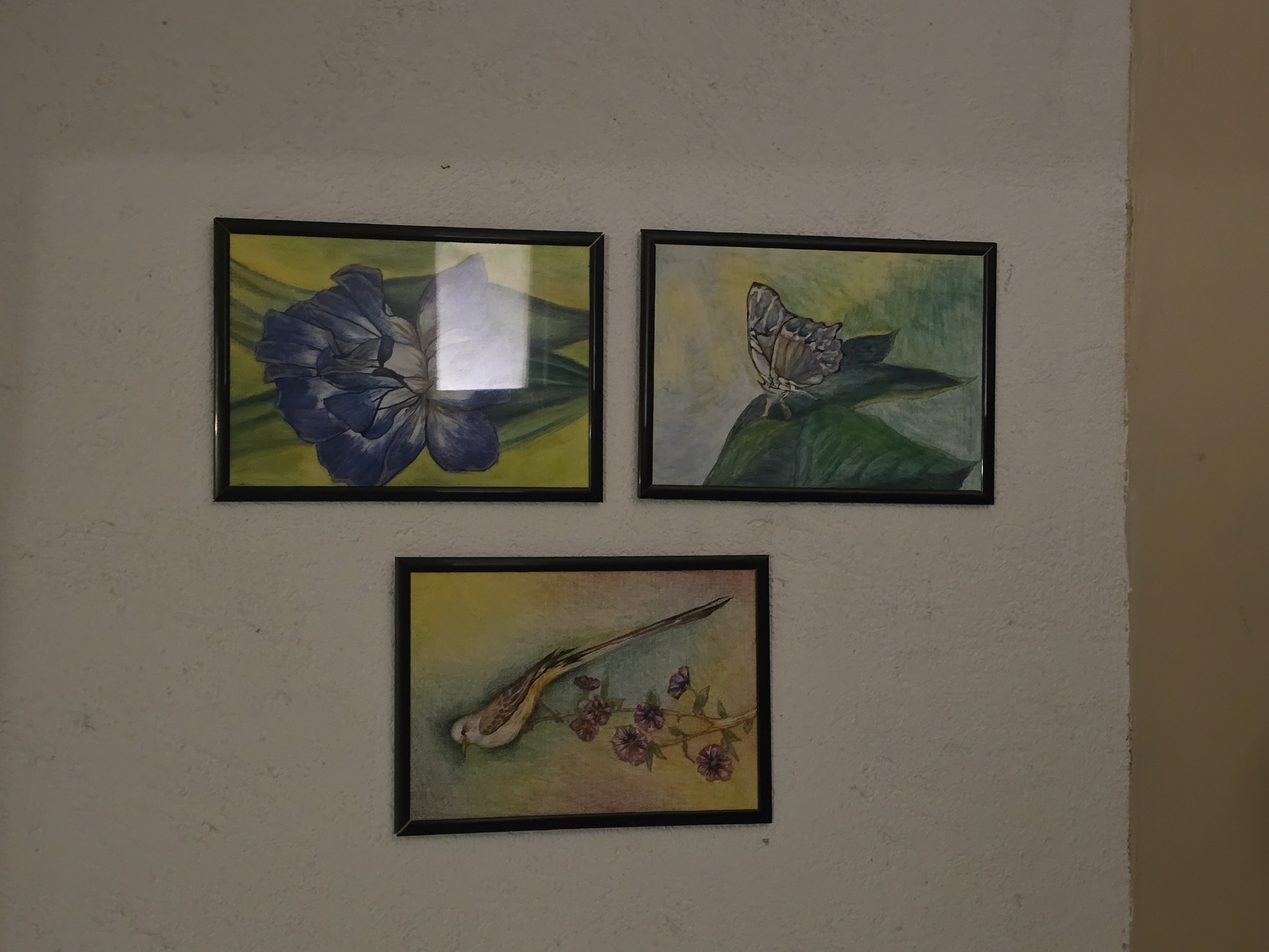 Three framed artworks are displayed on a textured, light-colored wall. Two pictures are hung side-by-side on the upper part of the wall, and one is centered below them.
The top-left frame contains a watercolor or colored pencil drawing of a large, vibrant blue flower, possibly an iris, set against a bright yellow-green background. A prominent glare or reflection is visible on the glass covering this artwork.
The top-right frame showcases a drawing of a butterfly with intricate patterns on its wings, primarily in shades of grey and brown, resting on a broad green leaf. The background features soft blends of green and pale blue.
The bottom, centrally placed frame holds a drawing of a bird with a very long tail, possibly a cuckoo or a similar species, perched on a branch adorned with small, purplish-pink flowers. The background of this artwork transitions smoothly through yellow, green, and pink hues.
The wall itself has a visible, slightly rough texture. To the right, a corner where the light-colored wall meets another wall, which appears to be a warmer, darker beige or light brown, is visible. The lighting suggests an indoor setting during daylight hours, with a light source causing reflections on the framed art. No people are present, and there is no visible text.