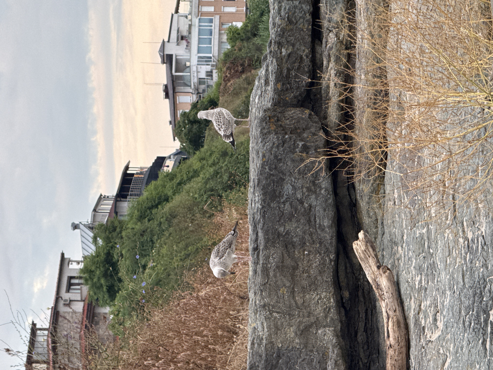 The image depicts a coastal scene in Lozenets, Bulgaria. Two seagulls are perched on a large rock formation in the foreground. One seagull is looking down, seemingly foraging, while the other stands upright, facing away from the camera. Behind the rocks, a steep, vegetated slope rises, with several buildings visible amongst the greenery. These buildings appear to be residential or holiday homes, characterized by their multi-story structures and balconies. The sky above is overcast with soft, diffused light, suggesting it may be early morning or late afternoon. The overall environment is natural, with rocky terrain and dry vegetation contrasting with the developed structures on the hillside.