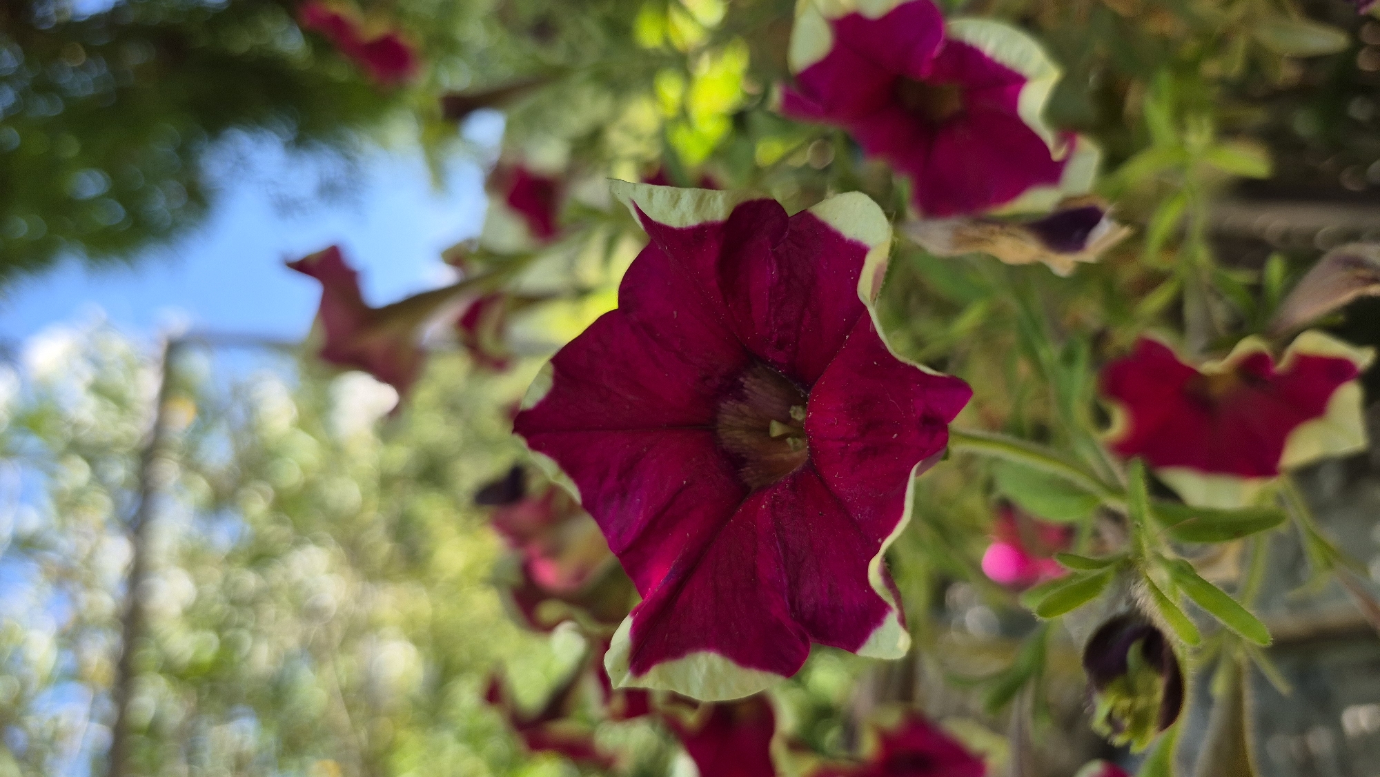 A close-up, low-angle shot captures a deep burgundy petunia with a light green edge, in sharp focus against a blurred background of other petunias, greenery, and a bright blue sky. The main flower is centrally positioned, its trumpet-shaped petals open and displaying a darker center. Several other flowers, some in focus and some blurred, are visible in the midground and background, also exhibiting the burgundy and green coloration. The foliage is a vibrant green, interspersed with other flower buds and stems. The overall impression is that of a lush, floral display, possibly in a garden or a hanging basket, bathed in natural light. The scene is not indicative of any specific urban location, and no people or actions are depicted.