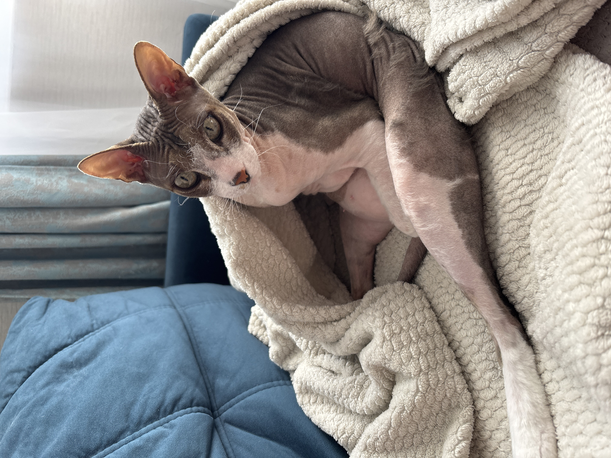 A hairless Sphynx cat is wrapped in a beige textured blanket. The cat is lying on a blue, cushioned surface, possibly a sofa or chair. The cat's head is tilted, and it is looking towards the viewer. The environment suggests an indoor setting, possibly a home interior. The location in the city of Korolyov, Russia is unknown.