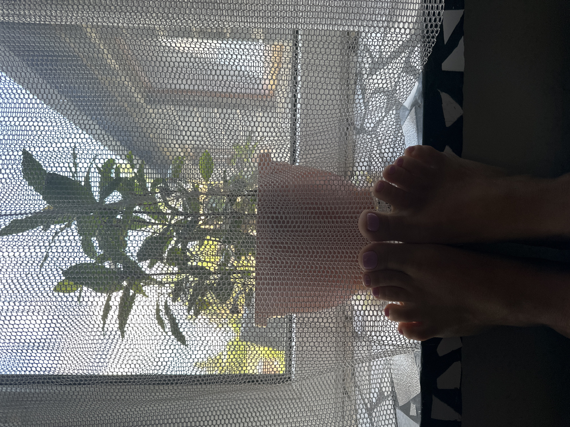 A first-person perspective shot features a pair of bare feet resting on the edge of a dark surface with a black and white geometric pattern. The feet are positioned such that the toes are facing the viewer and appear to be resting against a translucent white mesh curtain that covers a window. Through the curtain, a potted plant with green leaves can be seen, placed on a window sill. The background beyond the plant and window suggests an outdoor environment with sunlight filtering through. The overall scene is framed by the textured pattern of the curtain, which creates a dappled effect of light and shadow.