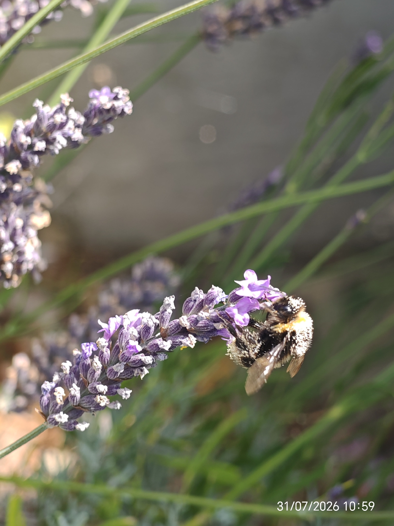 A bumblebee, its body dusted with pollen, is shown in close-up as it forages on a sprig of lavender. The lavender bloom, with its small purple florets, is partially in focus, while the background is a soft blur of green foliage and a light-colored, textured surface. The image was captured on July 31, 2026, at 10:59 AM, in Eastbourne, United Kingdom.