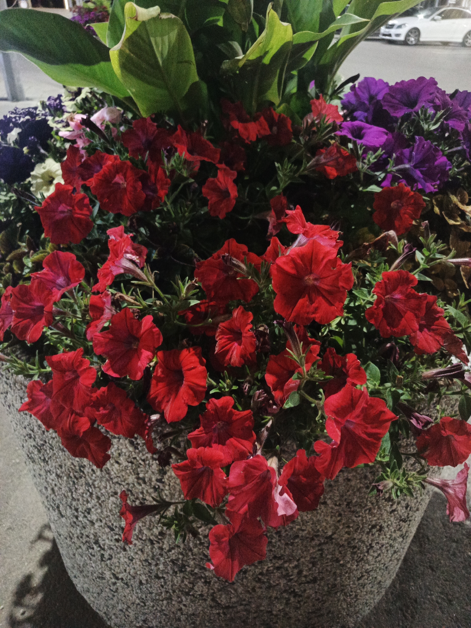 A large stone planter overflows with red petunias in the foreground. The petunias are a deep, vibrant red, with some appearing slightly darker and more maroon. Behind the red flowers, there are clusters of dark purple petunias and some lighter green foliage. The planter itself is a textured, speckled gray stone. In the background, a white car is partially visible on a paved surface, suggesting an urban or roadside setting. The lighting appears to be from streetlights or nighttime illumination, casting shadows. The scene is located in Smolensk, Russia.