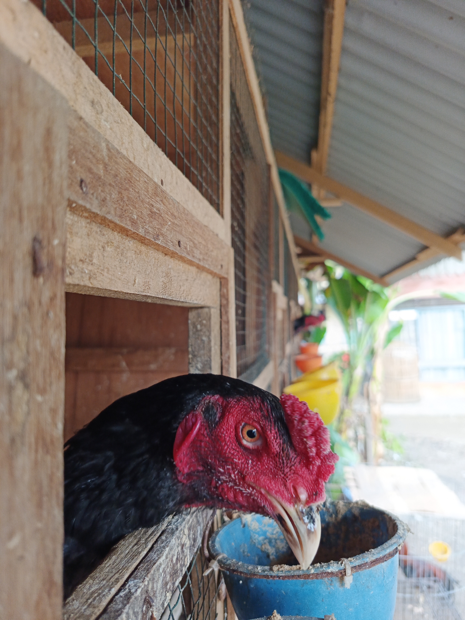 A close-up shot shows a rooster with black feathers and a bright red head, pecking at food inside a blue bucket. The rooster is confined within a wooden cage with wire mesh. The cages appear to be part of a row, under a roof. Beyond the cages, there are green plants and glimpses of an outside environment. This scene takes place in Lhokseumawe, Indonesia.