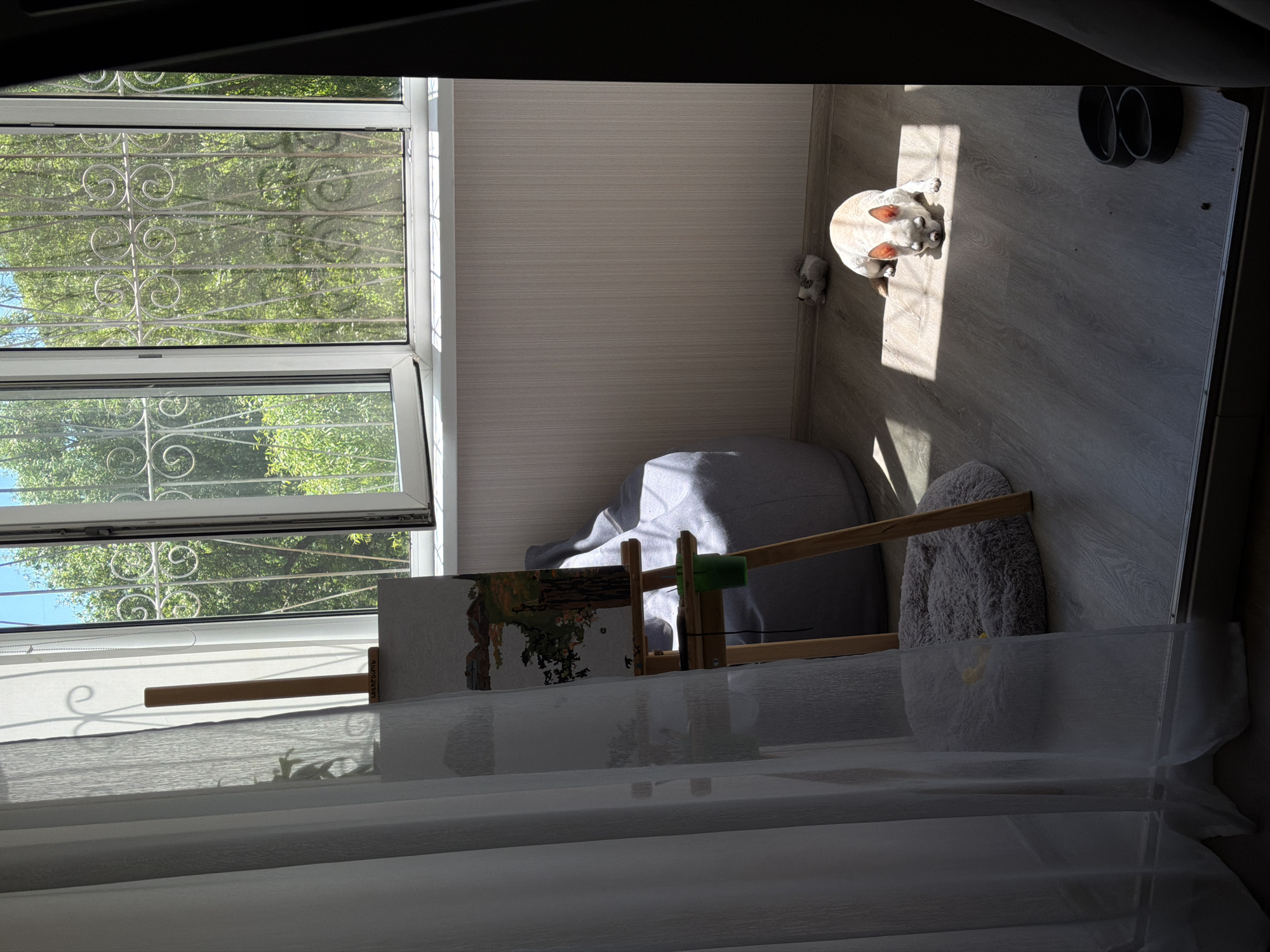 The image depicts an indoor scene, likely a room in a dwelling, bathed in natural light streaming from a window. A light-colored dog, possibly a Chihuahua or similar breed, is lying on a wooden floor, partially in a sunbeam. The dog is light tan with darker ears and muzzle. A plush dog bed, grey and circular, is visible on the floor near an easel.
The easel, made of wood, supports a partially completed painting of a landscape featuring buildings and water. A green cup and a black string are attached to the easel. To the left of the easel, sheer white curtains are drawn back. In the background, a grey beanbag chair is visible. The window, overlooking a green, leafy outdoor environment, is adorned with decorative metal grilles. A wall with a subtle vertical striped wallpaper pattern extends across the room. Two dark bowls, possibly for food or water, are placed on the floor near the right edge of the frame. A small, grey plush toy, resembling a hedgehog, is on the floor near the wall. The scene appears to be a quiet, domestic setting, possibly in Birobidzhan, Russia, given the contextual prompt.