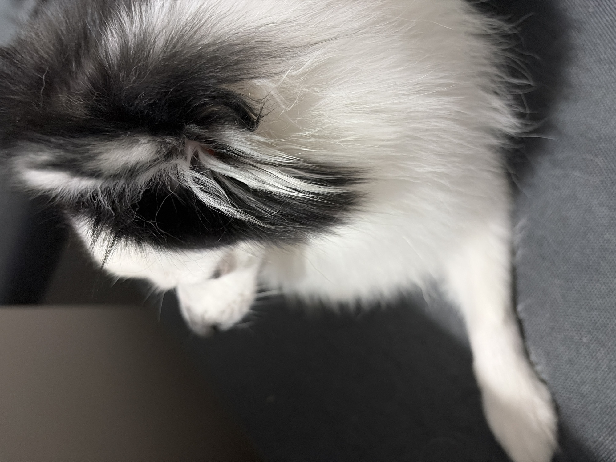 The image shows a close-up view of a small dog, possibly a Pomeranian mix, with black and white fur. The dog is lying down on a grey, textured surface, which appears to be furniture. The dog's head is turned away from the camera, showing its back and ear. The fur is fluffy and thick, with distinct black markings on its head and back. The lighting is soft, creating a gentle shadow on the left side of the image. The background is out of focus, with a gradient of dark grey to a lighter shade. The overall scene suggests a domestic setting, possibly a home. There are no visible elements that indicate a specific location within the city of Stara Zagora, Bulgaria.