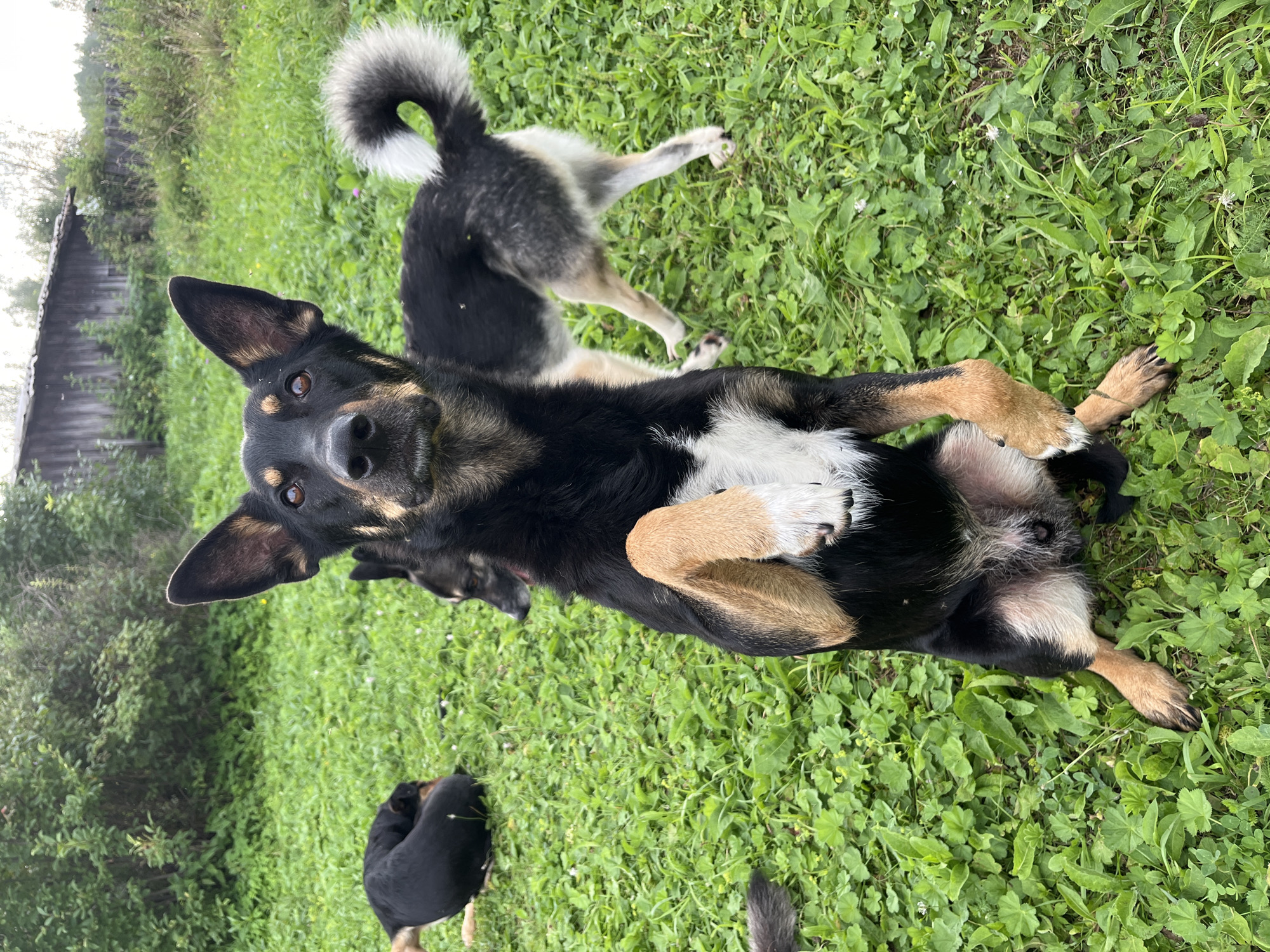 A medium shot captures a black and tan dog sitting upright on a grassy lawn, with its front right paw raised. The dog is facing the camera, with its head tilted slightly and its ears perked. Behind the main subject, a second dog, primarily black and grey with a bushy tail, is walking away from the camera. Further in the background, a third black dog is lying down on the grass, curled up with its back to the camera. The environment is a natural outdoor setting with lush green grass, some scattered small white flowers, and trees in the background. A rustic wooden building with a weathered roof and a wooden fence are visible in the upper right corner of the image. The overall scene suggests a casual, outdoor gathering of dogs in a somewhat rural or suburban area, potentially a backyard or park. This scene does not contain enough specific visual cues to definitively place it in Nizhny Tagil, Russia, although the presence of a rustic wooden structure and a fence is common in many rural areas.