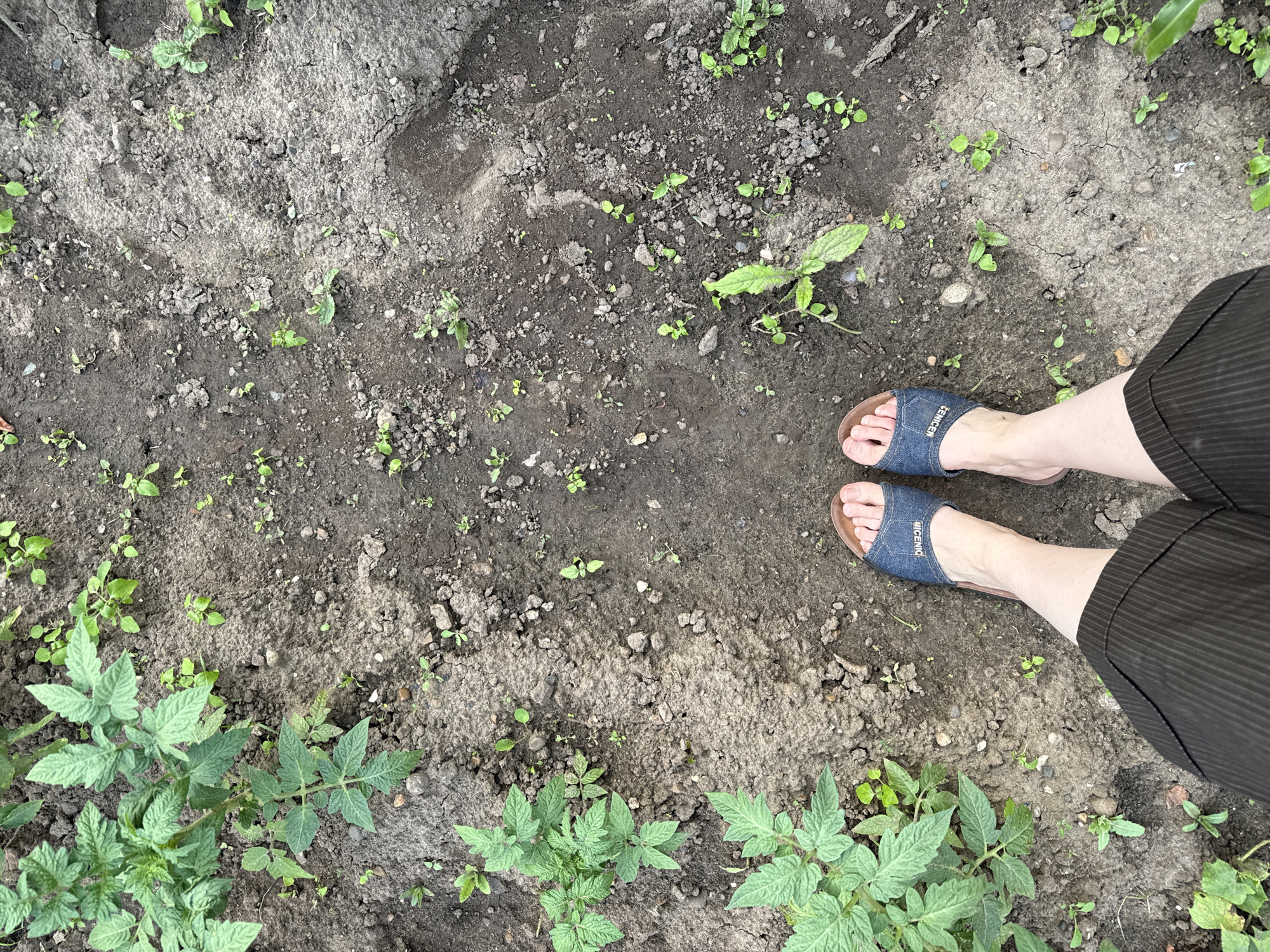 In the city of Chaikovsky, Russia, a person stands in a garden patch. The ground is composed of dark soil with scattered small stones and green plant growth. The person is wearing dark, striped pants and blue denim slides with a brown sole, showing their feet and lower legs. To the left of the frame, several tomato plants with large green leaves are growing. The rest of the garden appears to be in early stages of growth, with numerous small, green seedlings scattered across the soil.
