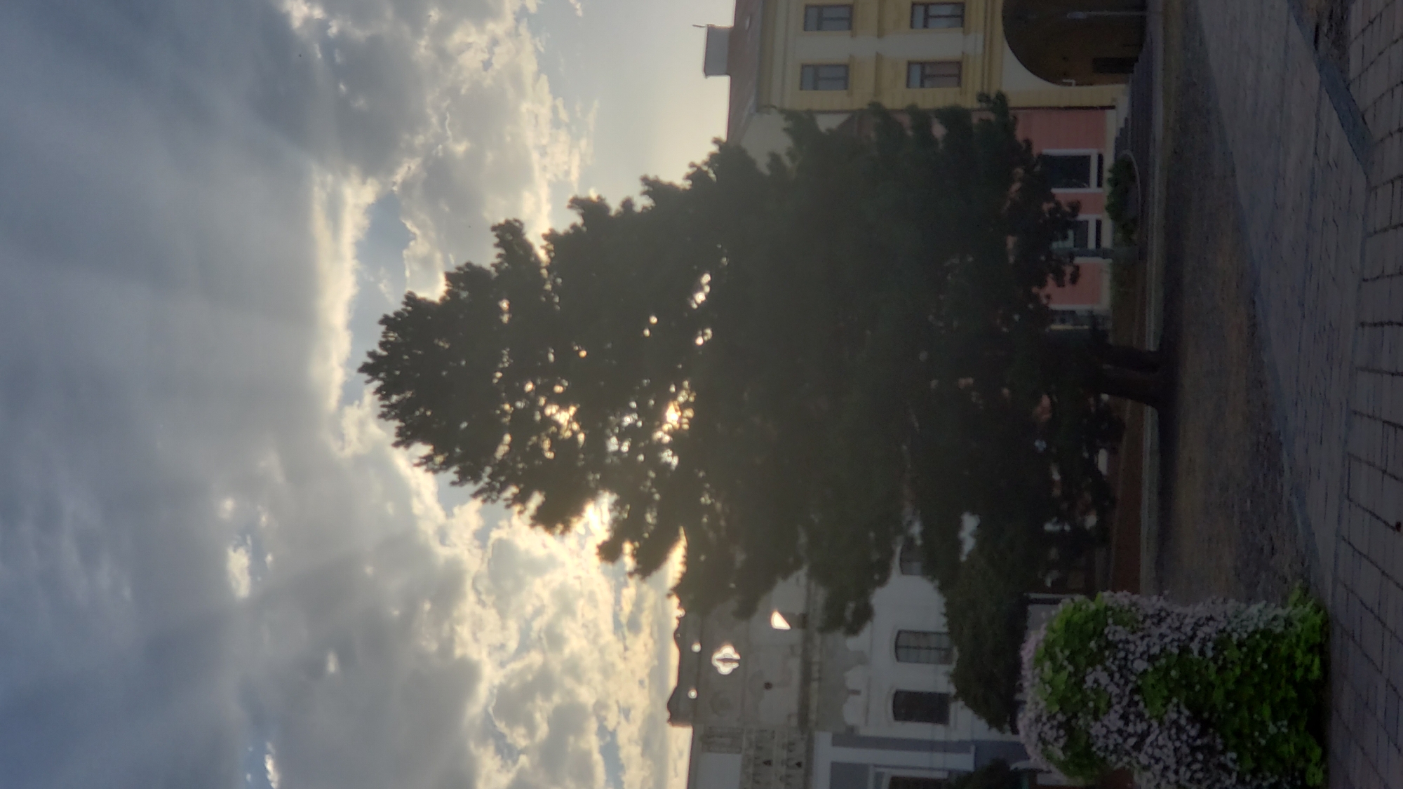 The image captures a silhouetted pine tree in the foreground, positioned in a paved public space. Sunlight is filtering through the clouds, creating visible sunbeams. Behind the tree, several buildings are visible, including one with ornate architectural details and arched openings. To the left of the pine tree, a large, rounded floral arrangement bursts with pink and green foliage. The scene is likely set in the city of Prešov, Slovakia, possibly in a public square or park area. The lighting suggests it could be late afternoon or early morning.