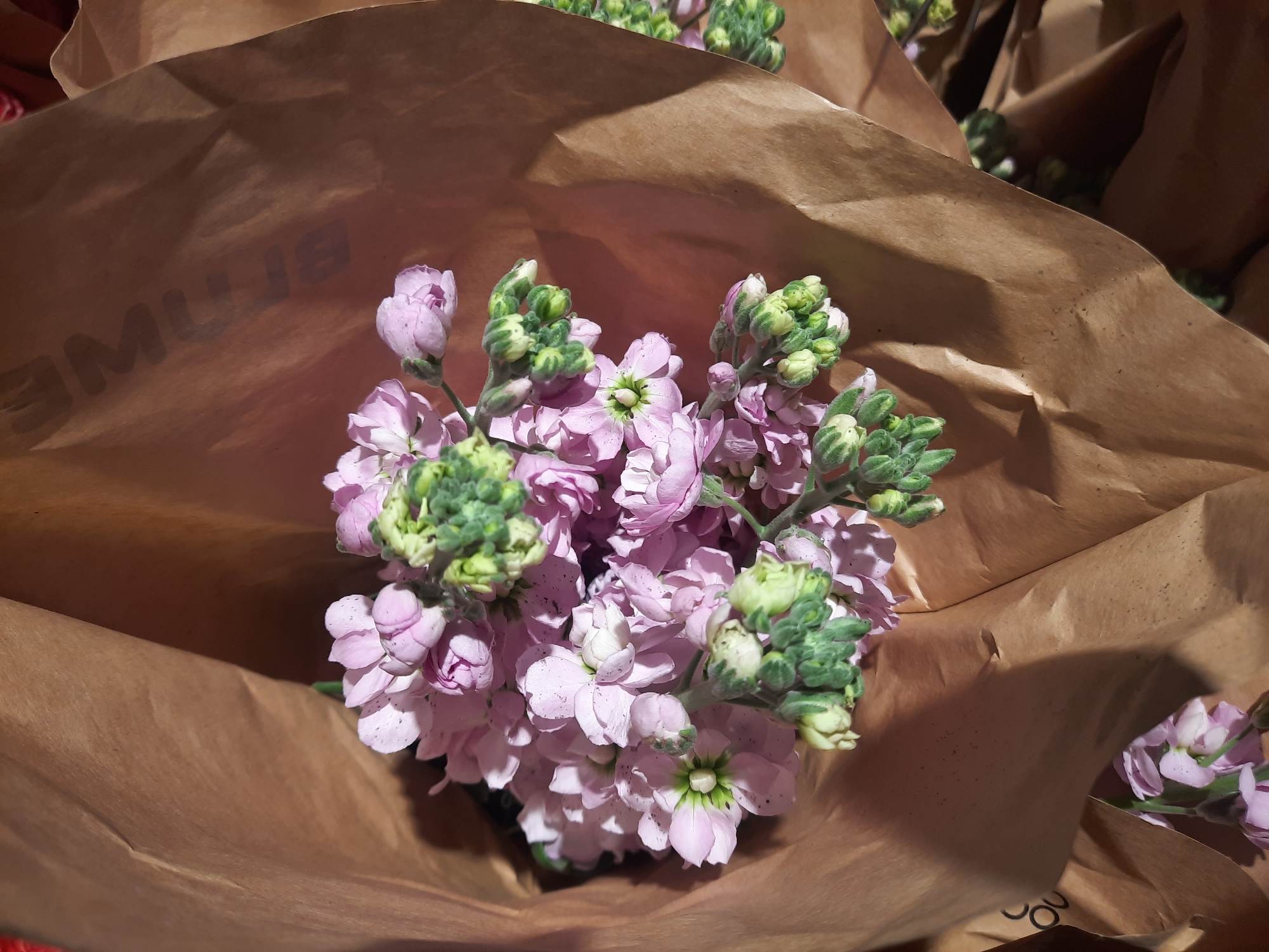The image depicts a close-up view of a bouquet of light purple flowers, likely stock flowers, nestled within brown paper packaging. The flowers are clustered together, with some fully bloomed and others still in bud. The paper packaging is crumpled and has some text visible on it, which appears to be a logo or brand name. The lighting suggests an indoor setting, possibly a flower shop or market, with shadows casting across the paper. The overall impression is of a fresh, natural subject against a rustic backdrop. The specific location in Rosenheim, Germany, is not discernible from the image itself.