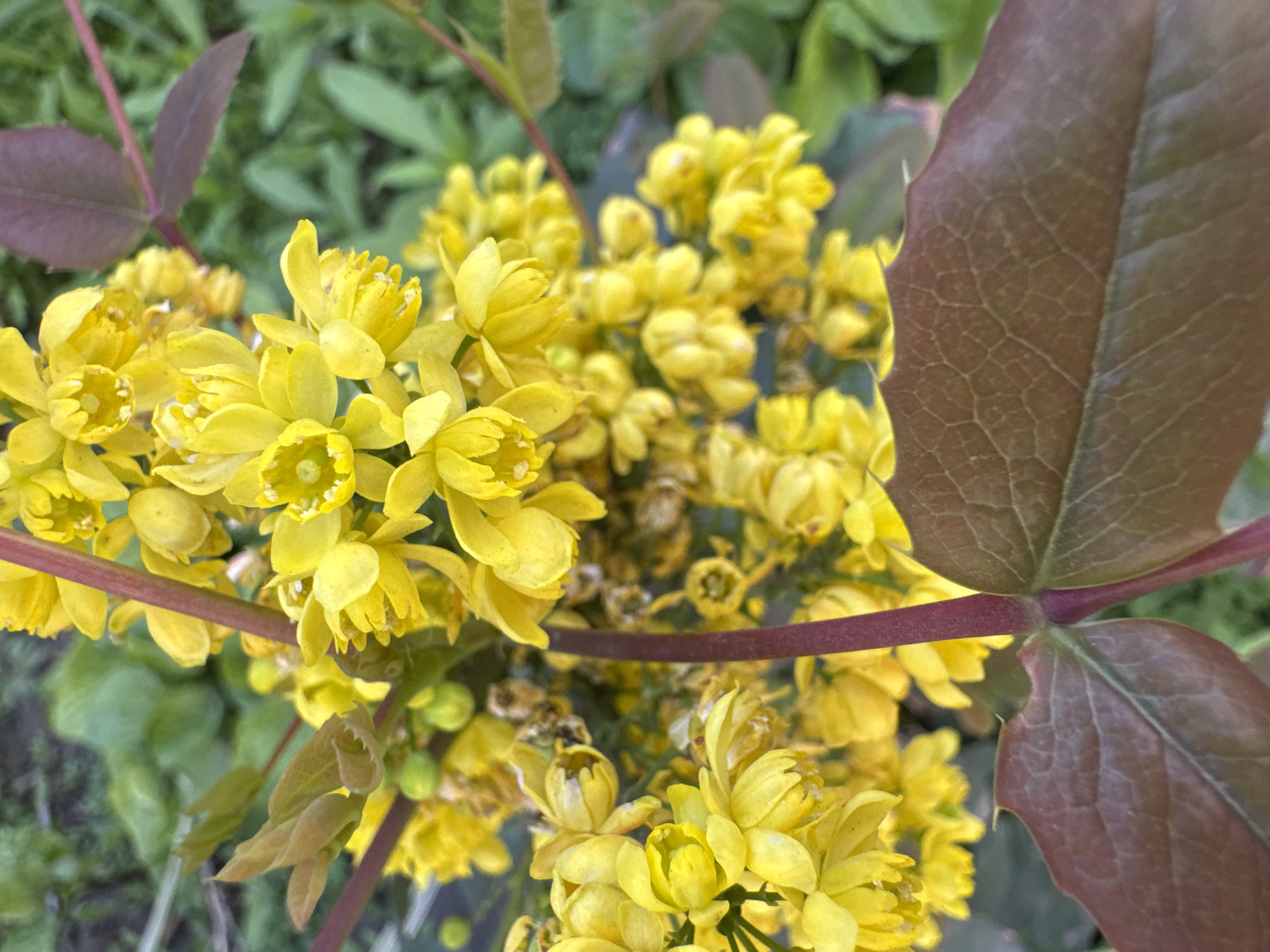The image shows a cluster of yellow flowers with multiple petals each. The flowers are dense and appear to be part of a flowering shrub or plant. The leaves of the plant are a reddish-brown color and have a textured surface. The background is blurred, suggesting other greenery or vegetation. The location is not identifiable from the image itself.