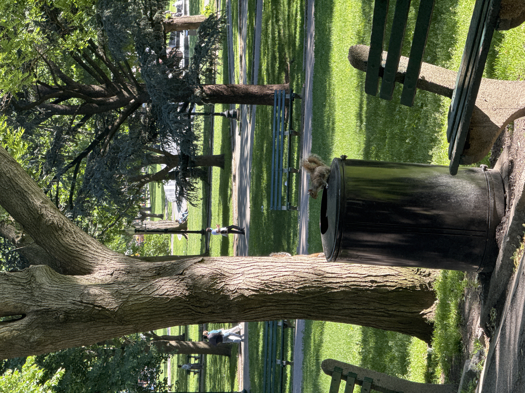 This image captures a vibrant and peaceful park scene, likely in Boston, Massachusetts, under bright daytime conditions. The image is initially rotated 90 degrees counter-clockwise, but describing it as correctly oriented reveals a clear, sunny day with long, distinct shadows indicating either mid-morning or afternoon.
The setting is characterized by expansive, well-maintained green grass, winding paved pathways, and numerous mature trees with thick, textured trunks and dense green foliage. These trees are a dominant feature, casting dappled sunlight and shade throughout the park.
In the foreground, a large tree trunk occupies the left side of the frame. To its right, a black cylindrical metal trash can is visible, on the rim of which a light brown squirrel is perched, seemingly inspecting its contents. Another squirrel can be seen on the ground near the base of the foreground tree. Part of a dark green slatted park bench with a concrete base is also visible in the immediate foreground on the right.
Further into the mid-ground, several individuals are present, enjoying the park's amenities. One person wearing a light top and dark pants stands on a path, while another is seated on a green park bench. Multiple other green park benches are scattered along the pathways, inviting visitors to rest and enjoy the surroundings. At least one dark park light post is also visible.
The scene depicts typical park activities: people relaxing, walking, and squirrels foraging. The overall atmosphere is calm and inviting, reflecting a standard day in an urban green space. There is no visible text in the image.